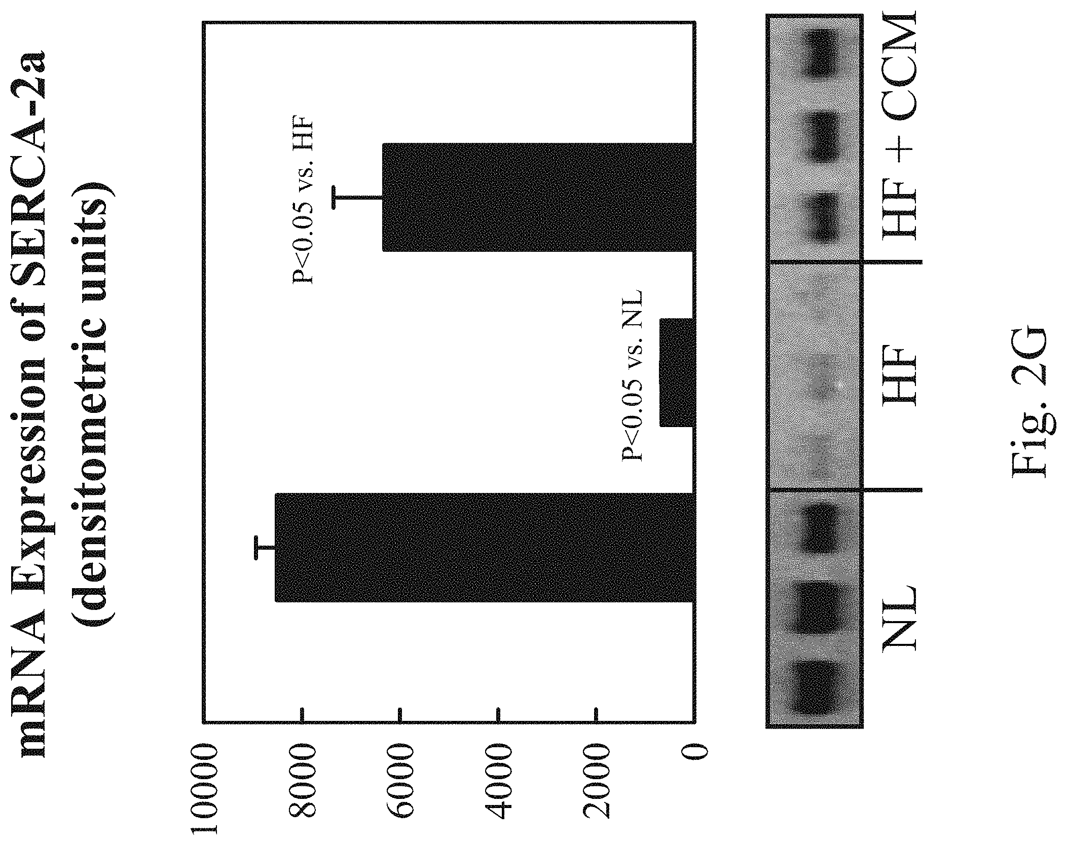 Patent US11779768 Figure 8 – Protein activity modification