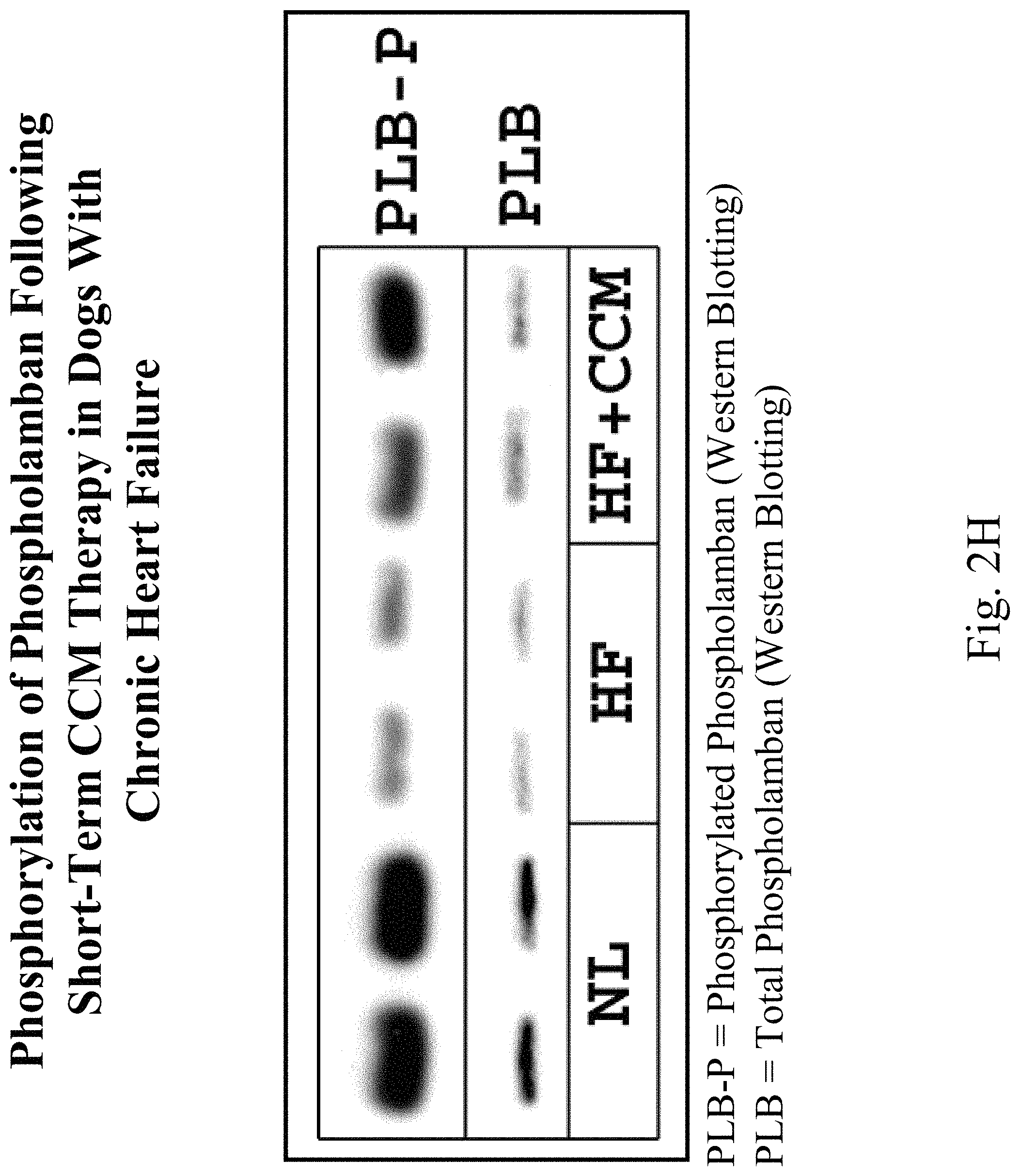 Patent US11779768 Figure 9 – Protein activity modification
