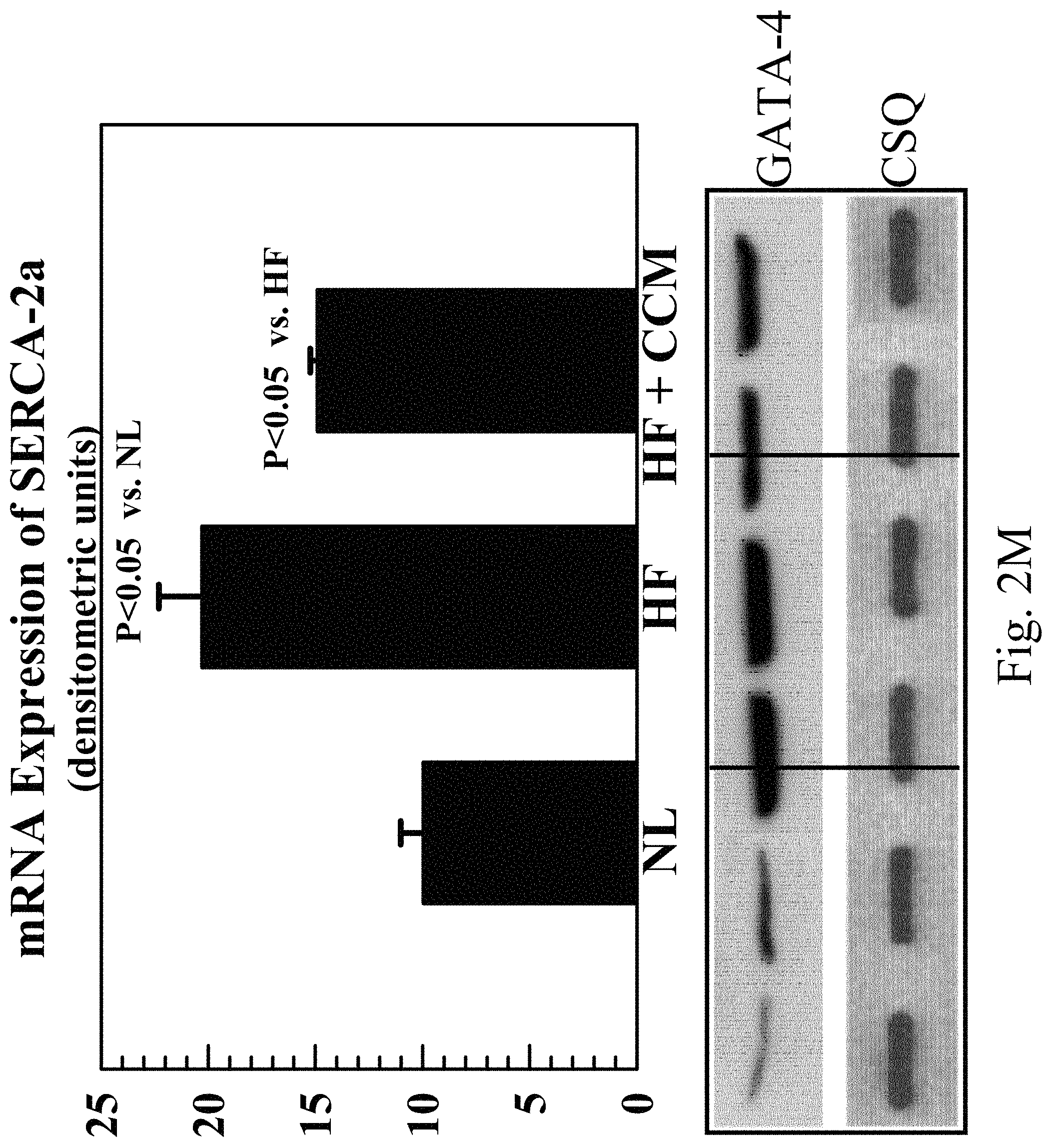 Patent US11779768 Figure 14 – Protein activity modification