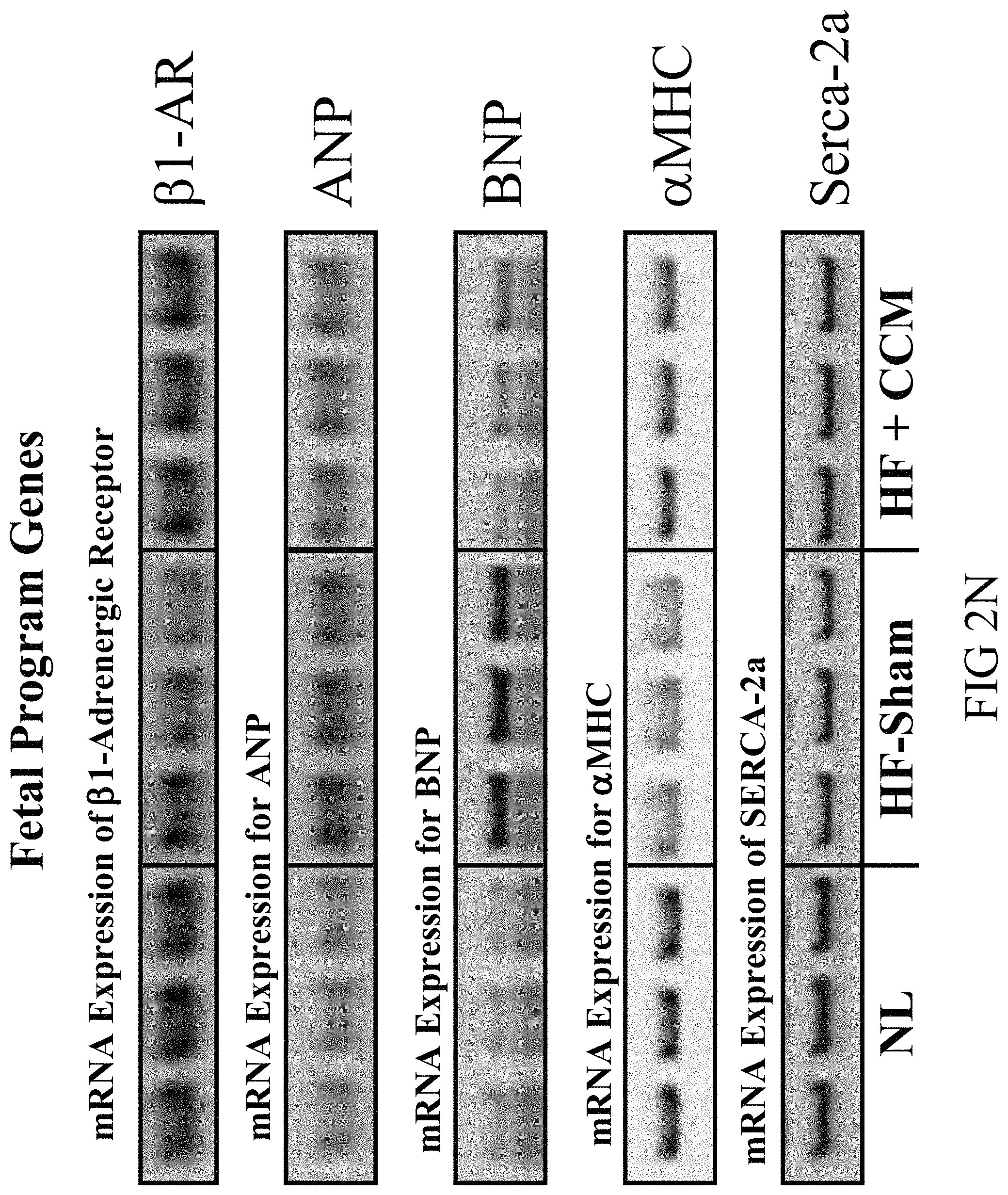 Patent US11779768 Figure 15 – Protein activity modification