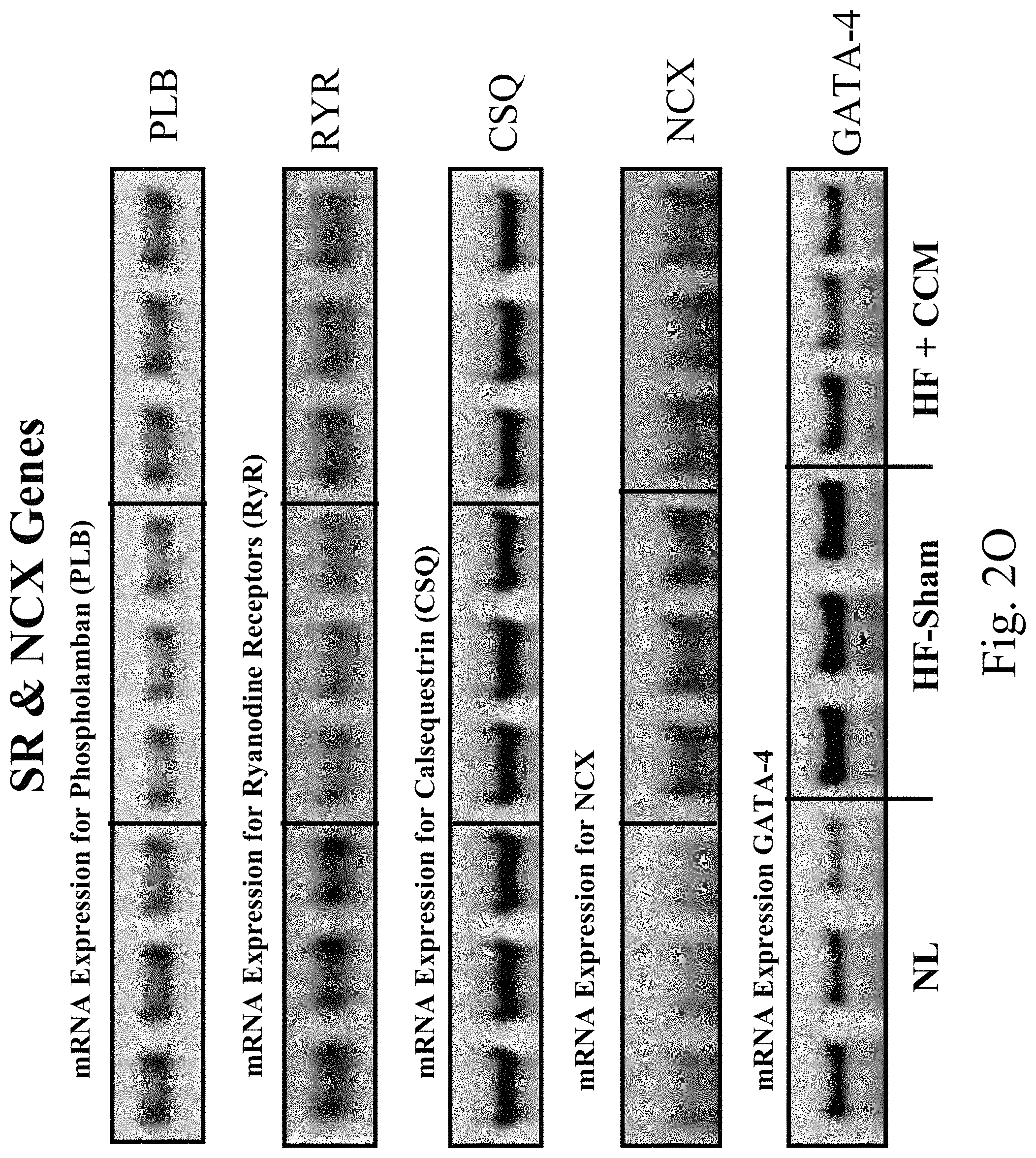 Patent US11779768 Figure 16 – Protein activity modification
