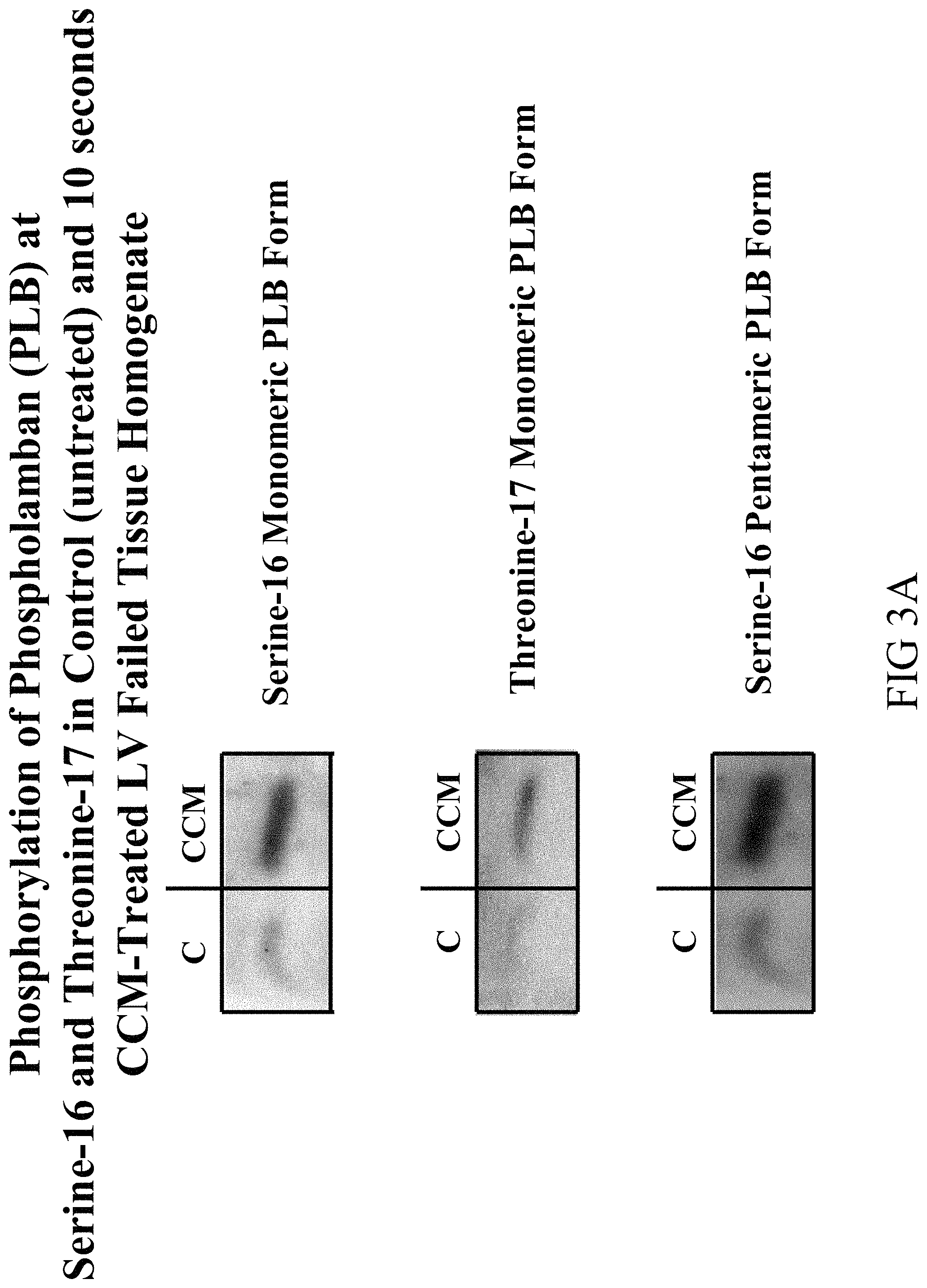 Patent US11779768 Figure 17 – Protein activity modification