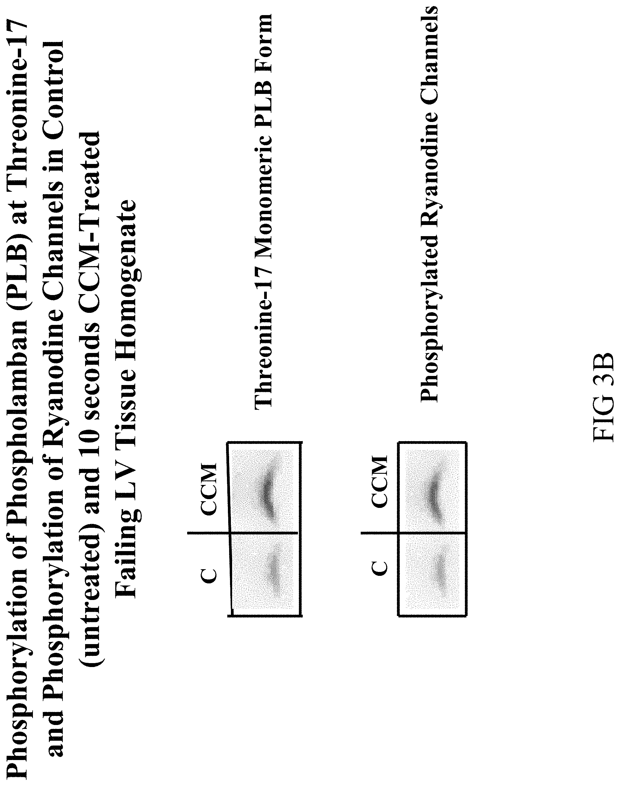 Patent US11779768 Figure 18 – Protein activity modification