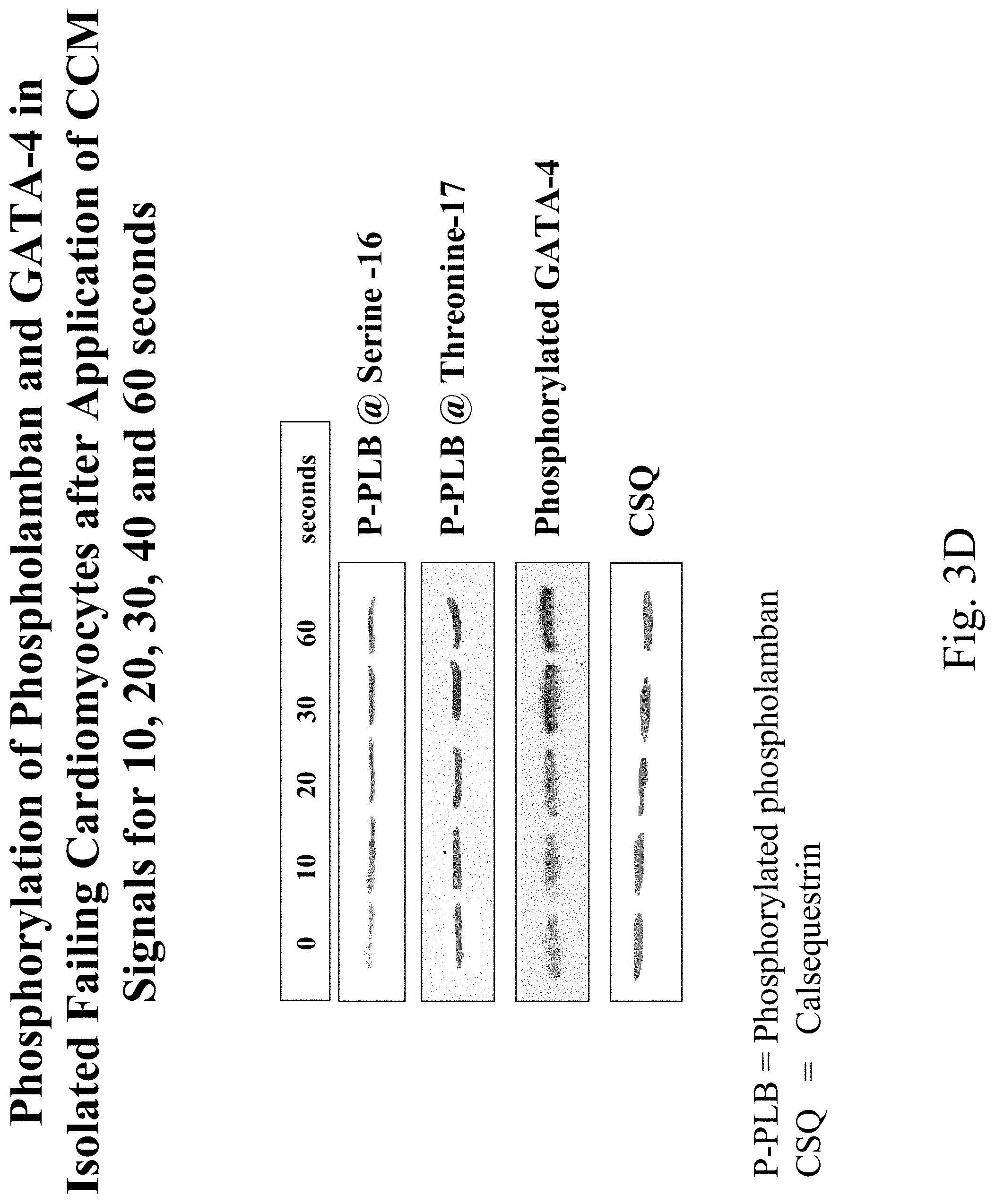 Patent US11779768 Figure 20 – Protein activity modification
