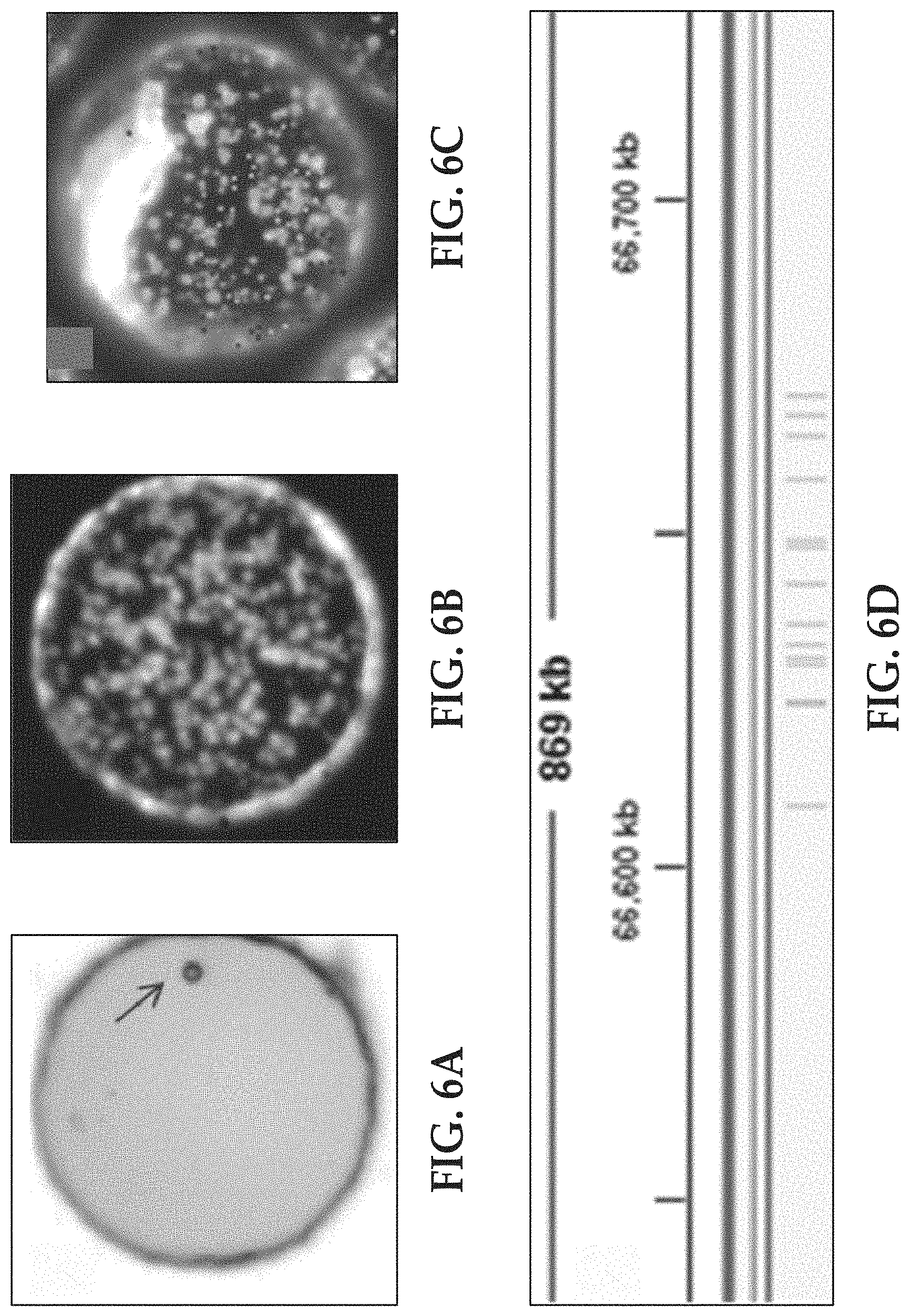 Patent US11779897 Figure 6 – Flow cells using sequencing-ready nucleic acid fragments attached to carrier beads immobilized at capture sites of a plurality of chambers