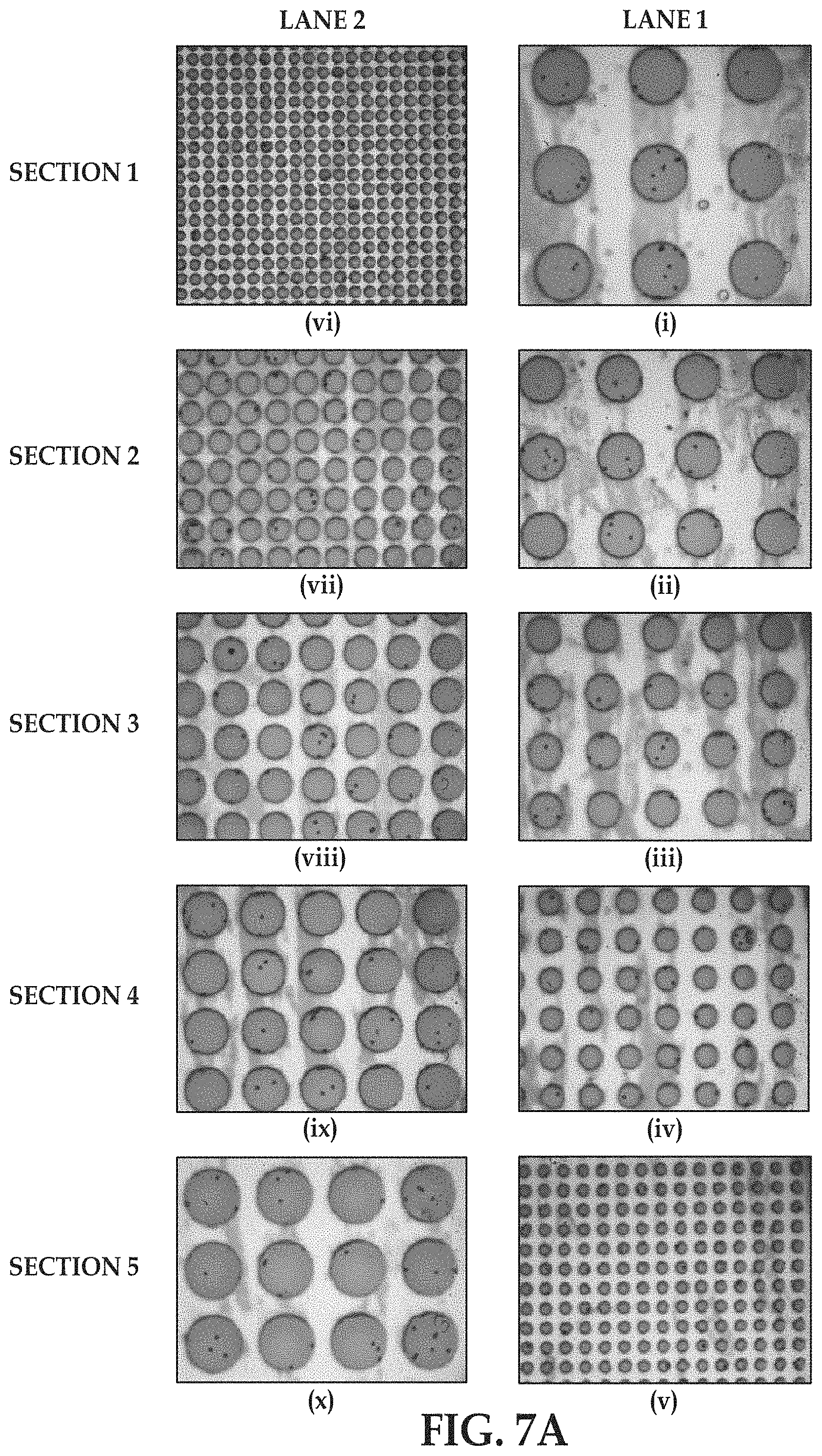 Patent US11779897 Figure 7 – Flow cells using sequencing-ready nucleic acid fragments attached to carrier beads immobilized at capture sites of a plurality of chambers