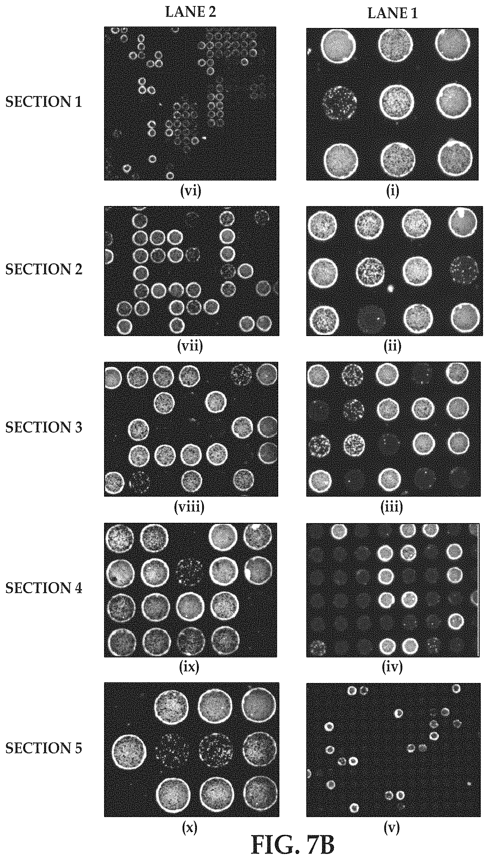 Patent US11779897 Figure 8 – Flow cells using sequencing-ready nucleic acid fragments attached to carrier beads immobilized at capture sites of a plurality of chambers