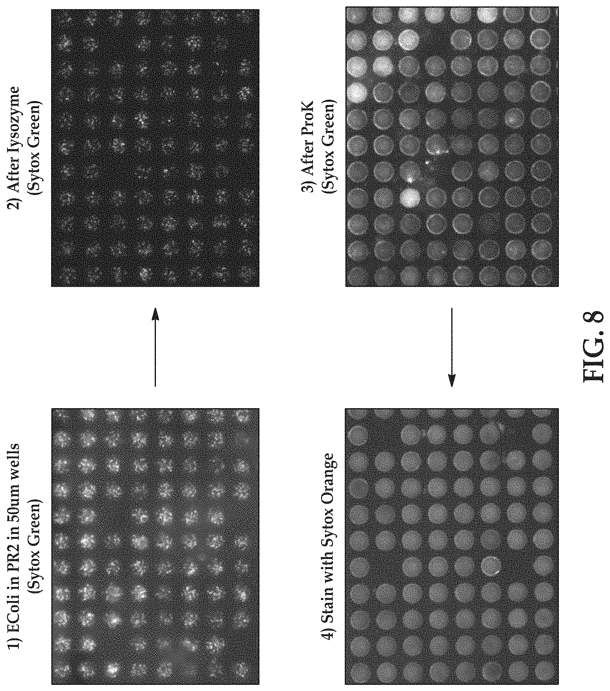 Patent US11779897 Figure 9 – Flow cells using sequencing-ready nucleic acid fragments attached to carrier beads immobilized at capture sites of a plurality of chambers