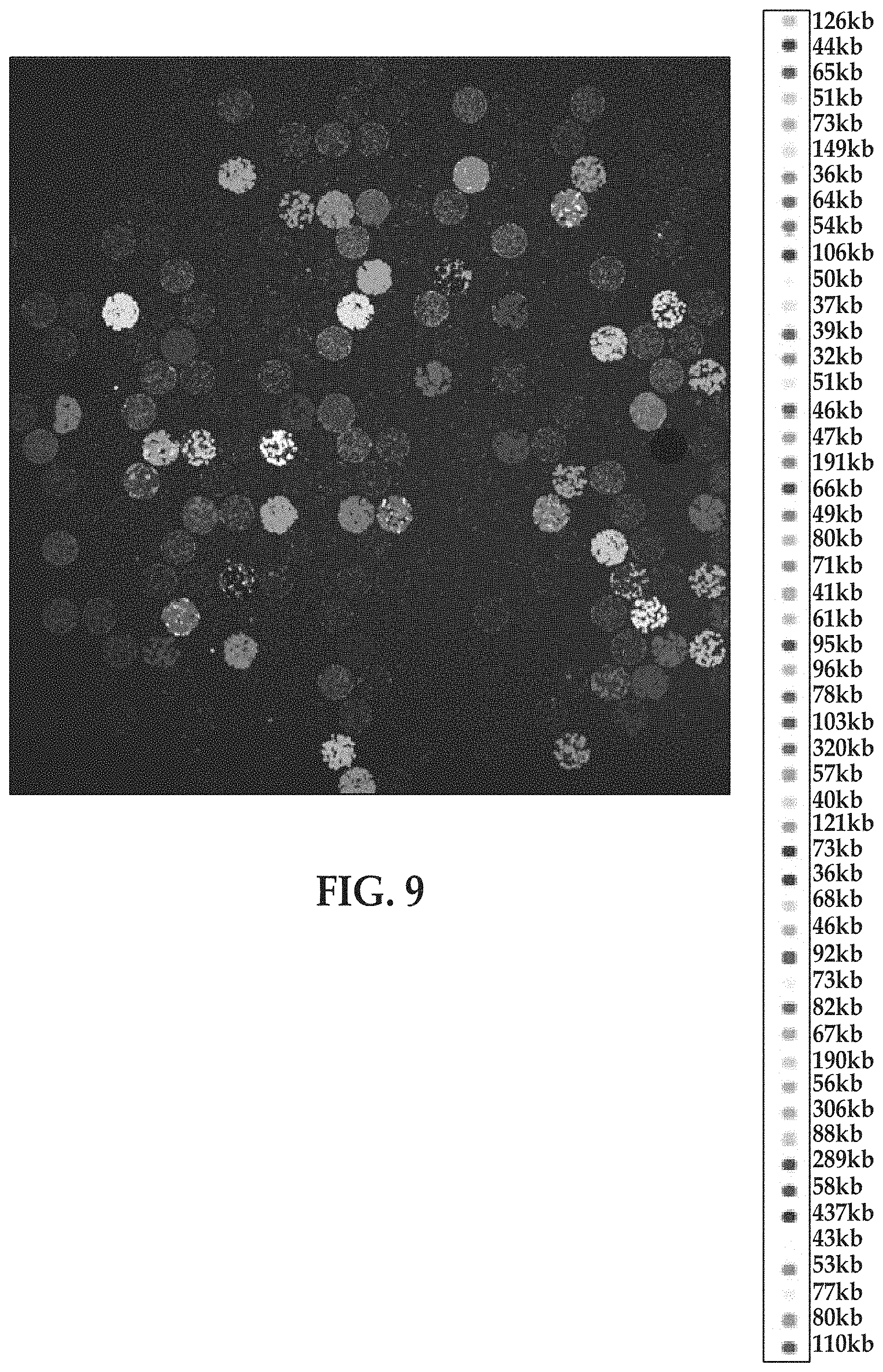 Patent US11779897 Figure 10 – Flow cells using sequencing-ready nucleic acid fragments attached to carrier beads immobilized at capture sites of a plurality of chambers