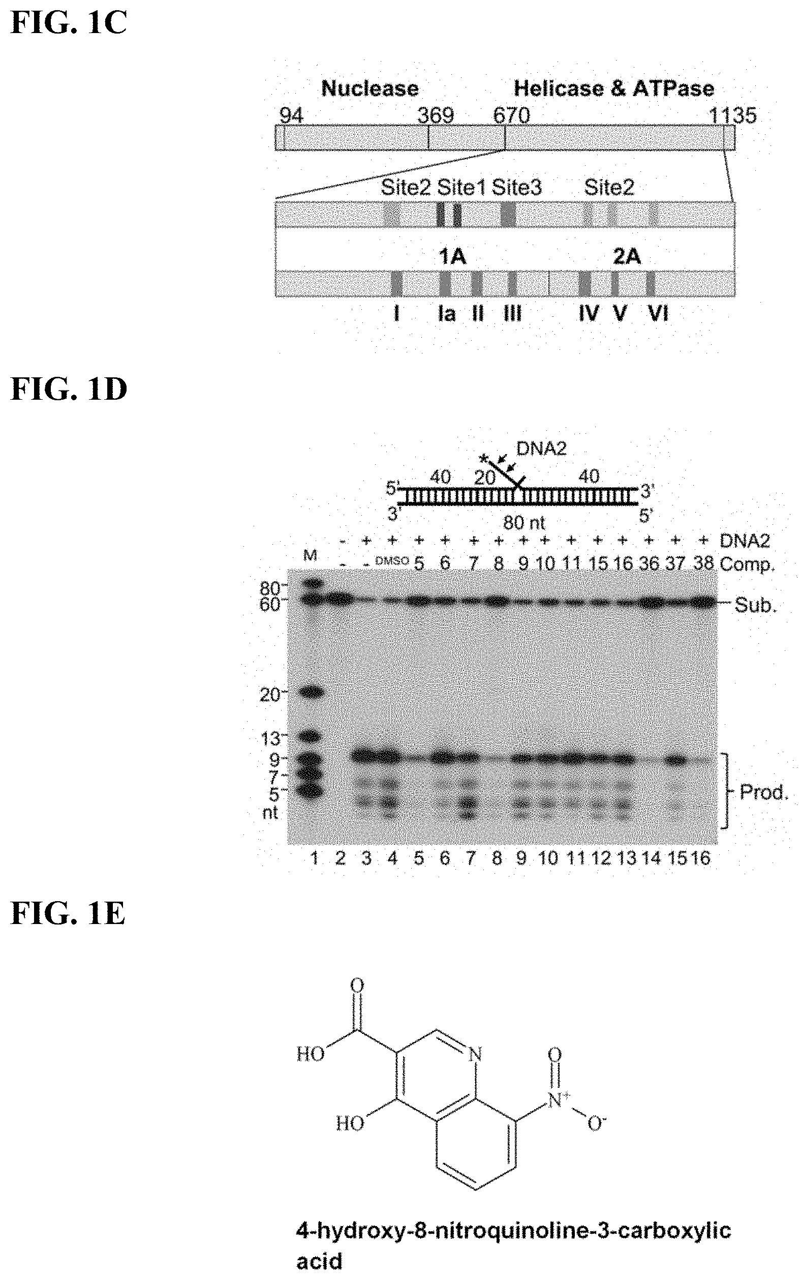 Patent US11780815 Figure 2 – DNA2 inhibitors for cancer treatment