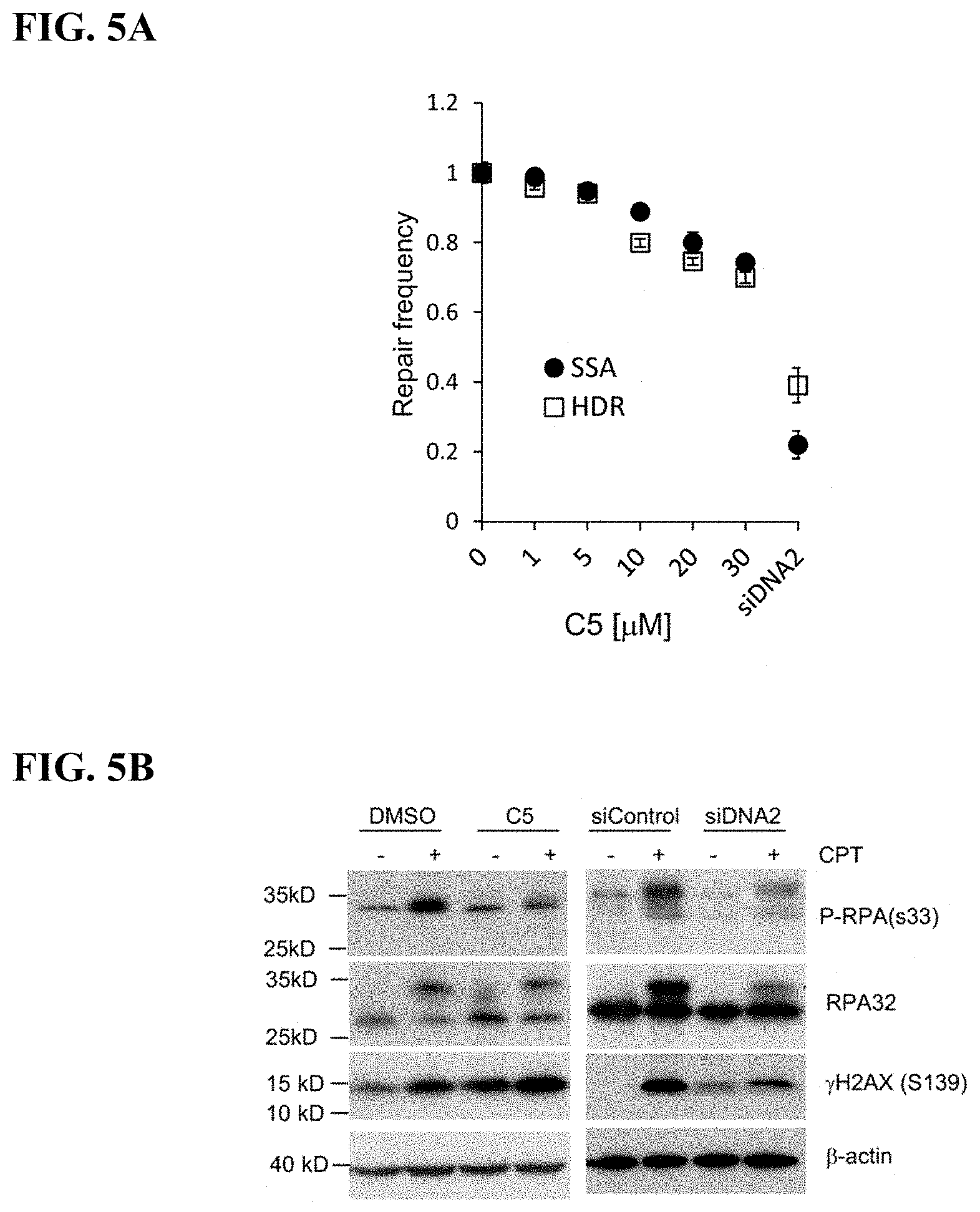 Patent US11780815 Figure 8 – DNA2 inhibitors for cancer treatment