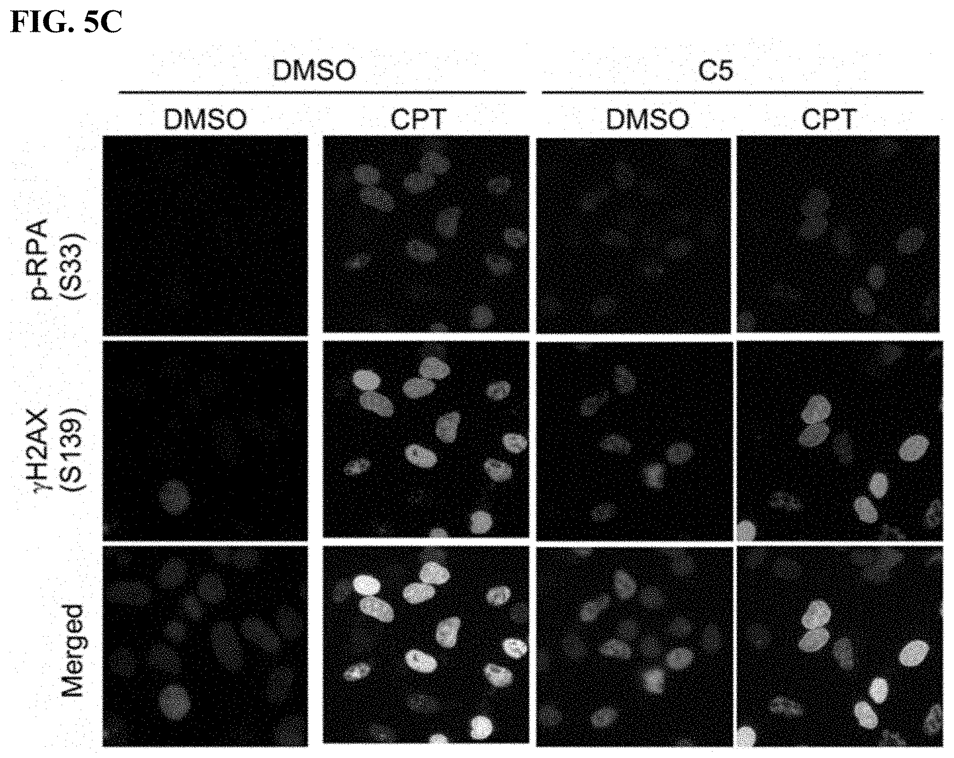 Patent US11780815 Figure 9 – DNA2 inhibitors for cancer treatment