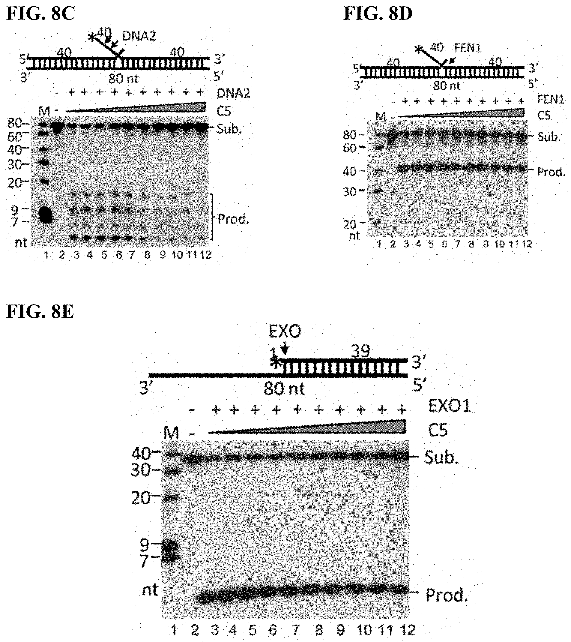 Patent US11780815 Figure 17 – DNA2 inhibitors for cancer treatment