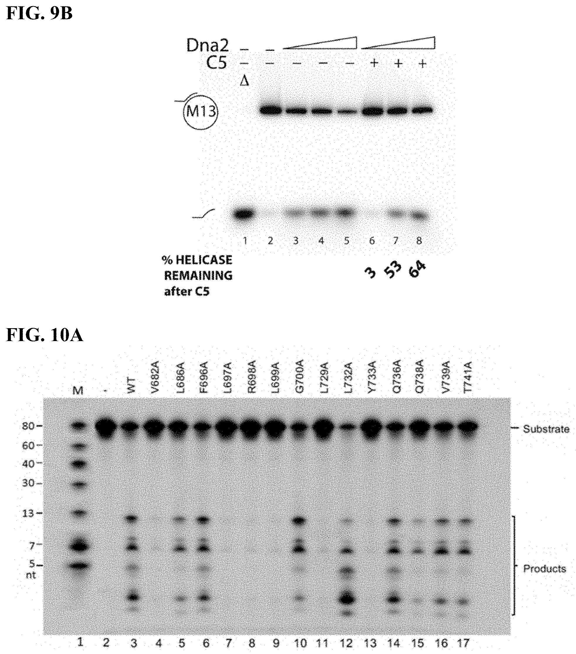 Patent US11780815 Figure 19 – DNA2 inhibitors for cancer treatment
