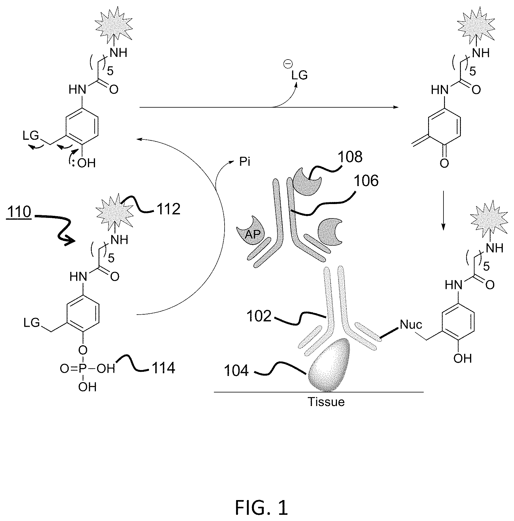 Patent US11780863 Figure 1 – Quinone methide analog signal amplification