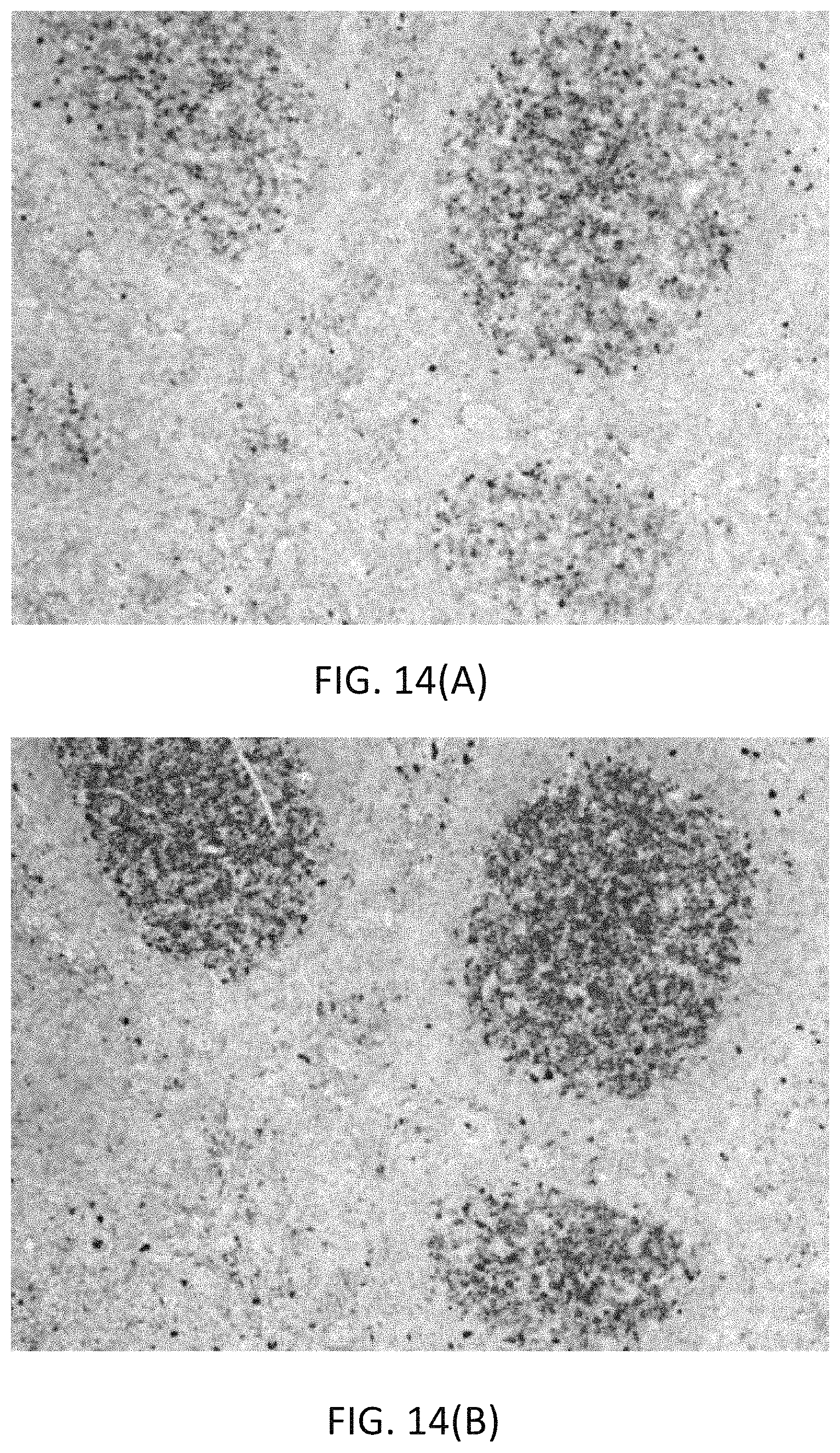 Patent US11780863 Figure 15 – Quinone methide analog signal amplification