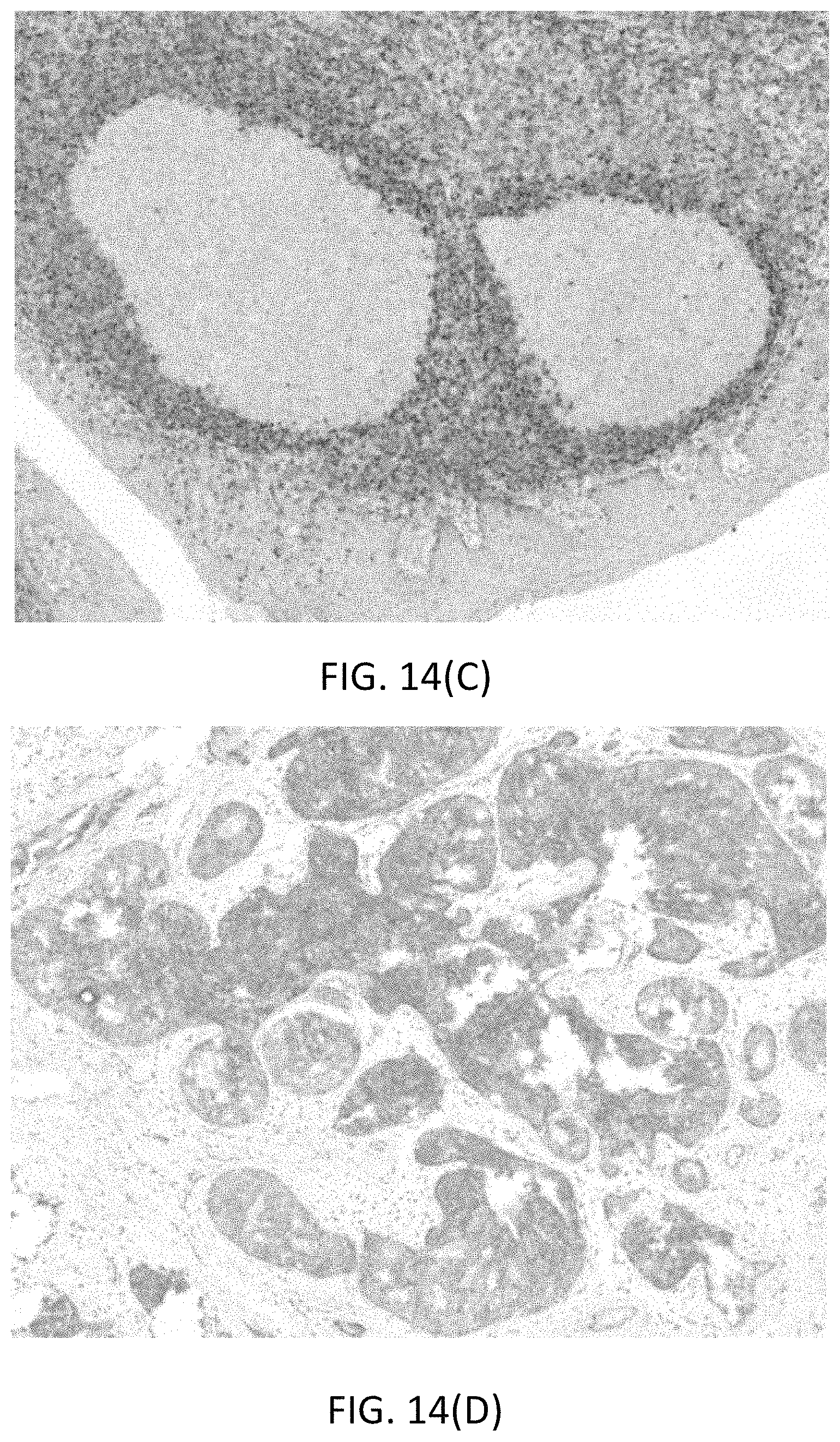 Patent US11780863 Figure 16 – Quinone methide analog signal amplification