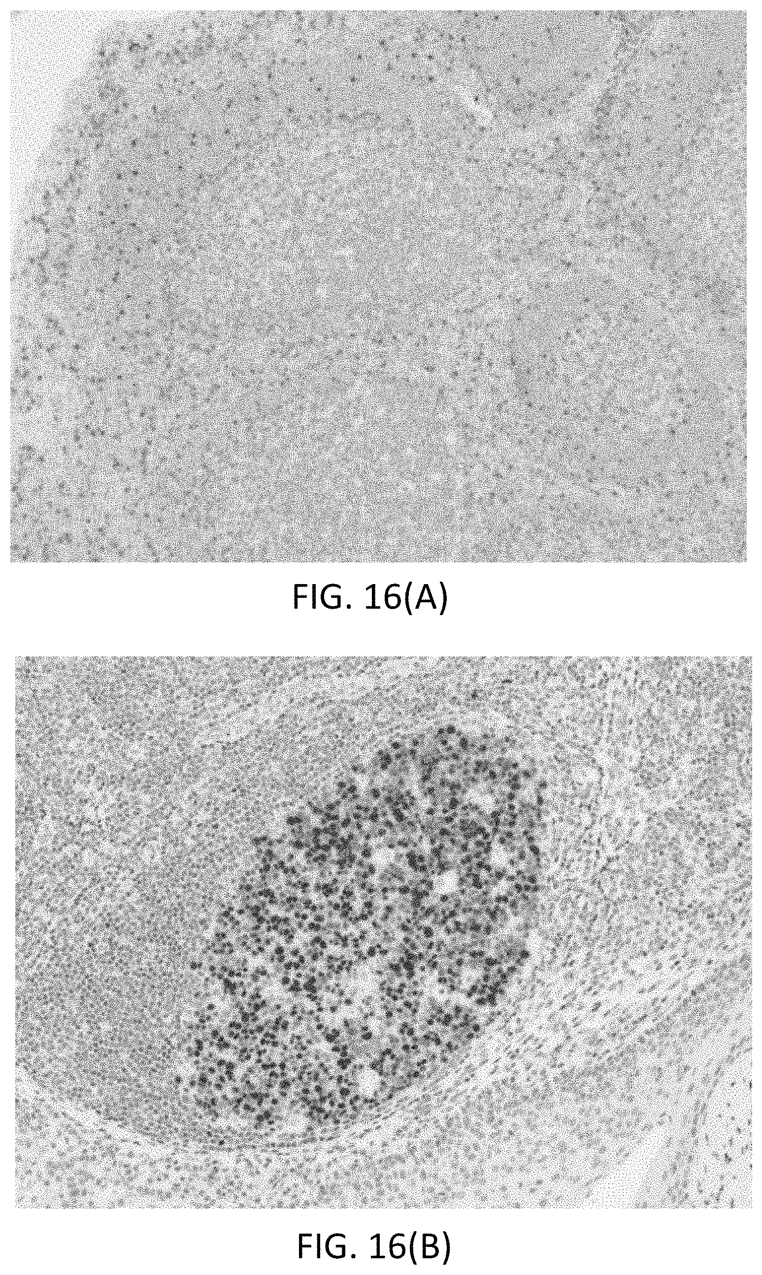 Patent US11780863 Figure 18 – Quinone methide analog signal amplification