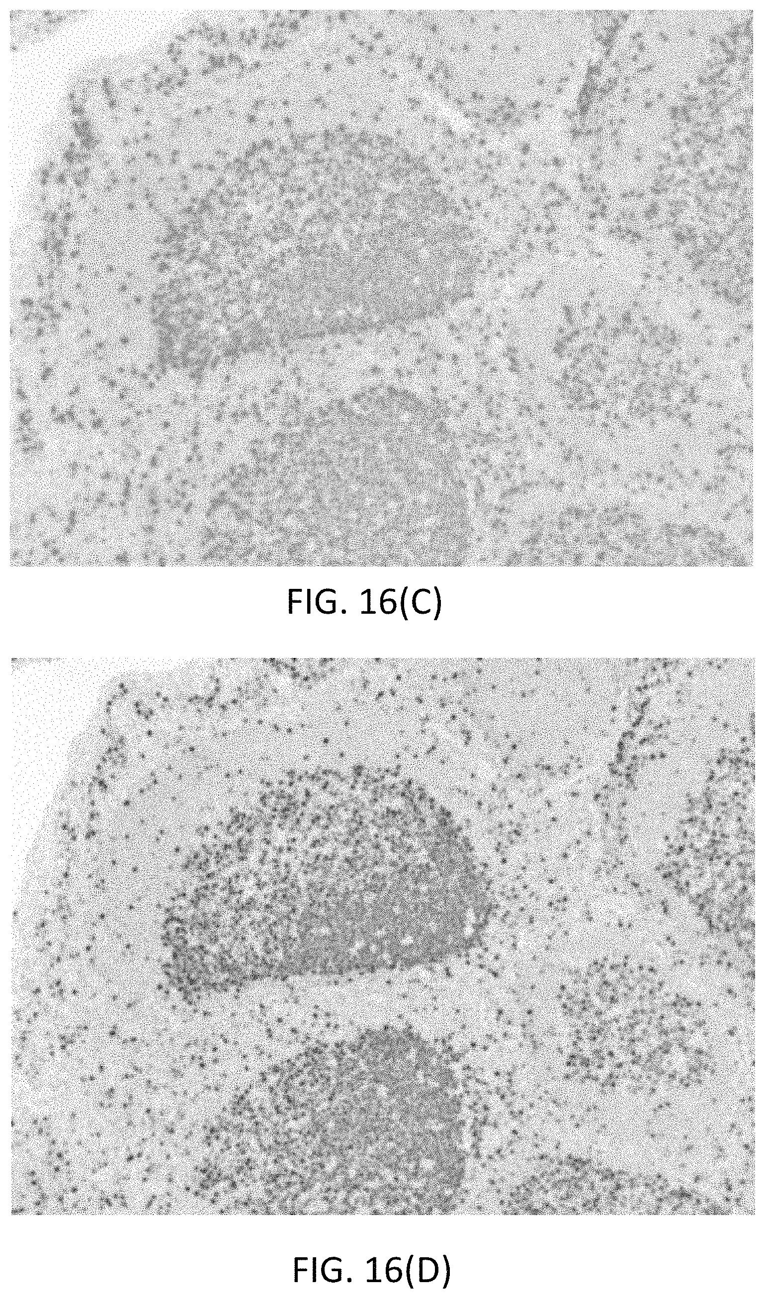 Patent US11780863 Figure 19 – Quinone methide analog signal amplification