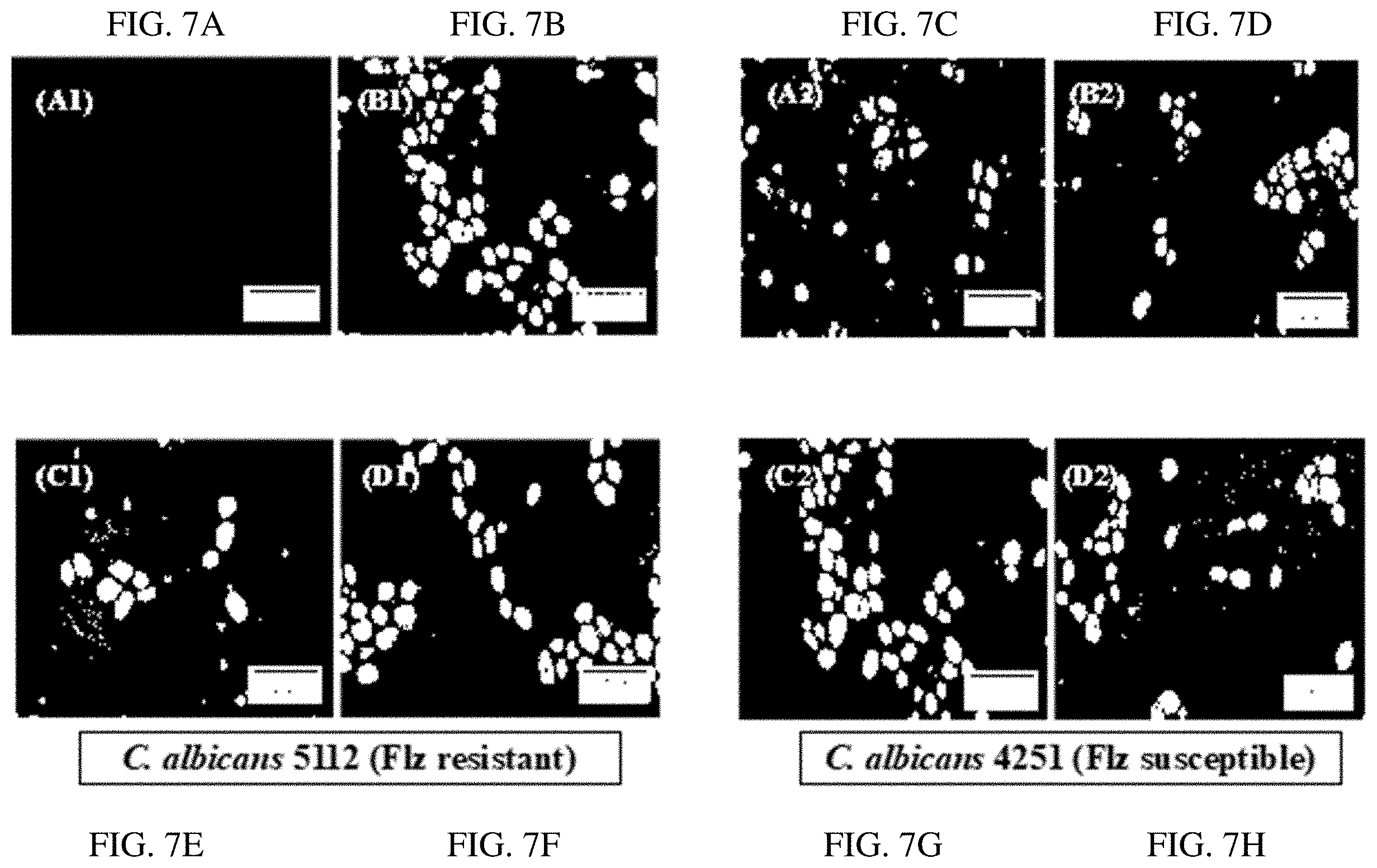 Patent US11780868 Figure 7 – Homoleptic metal coordination complexes as antifungal agents