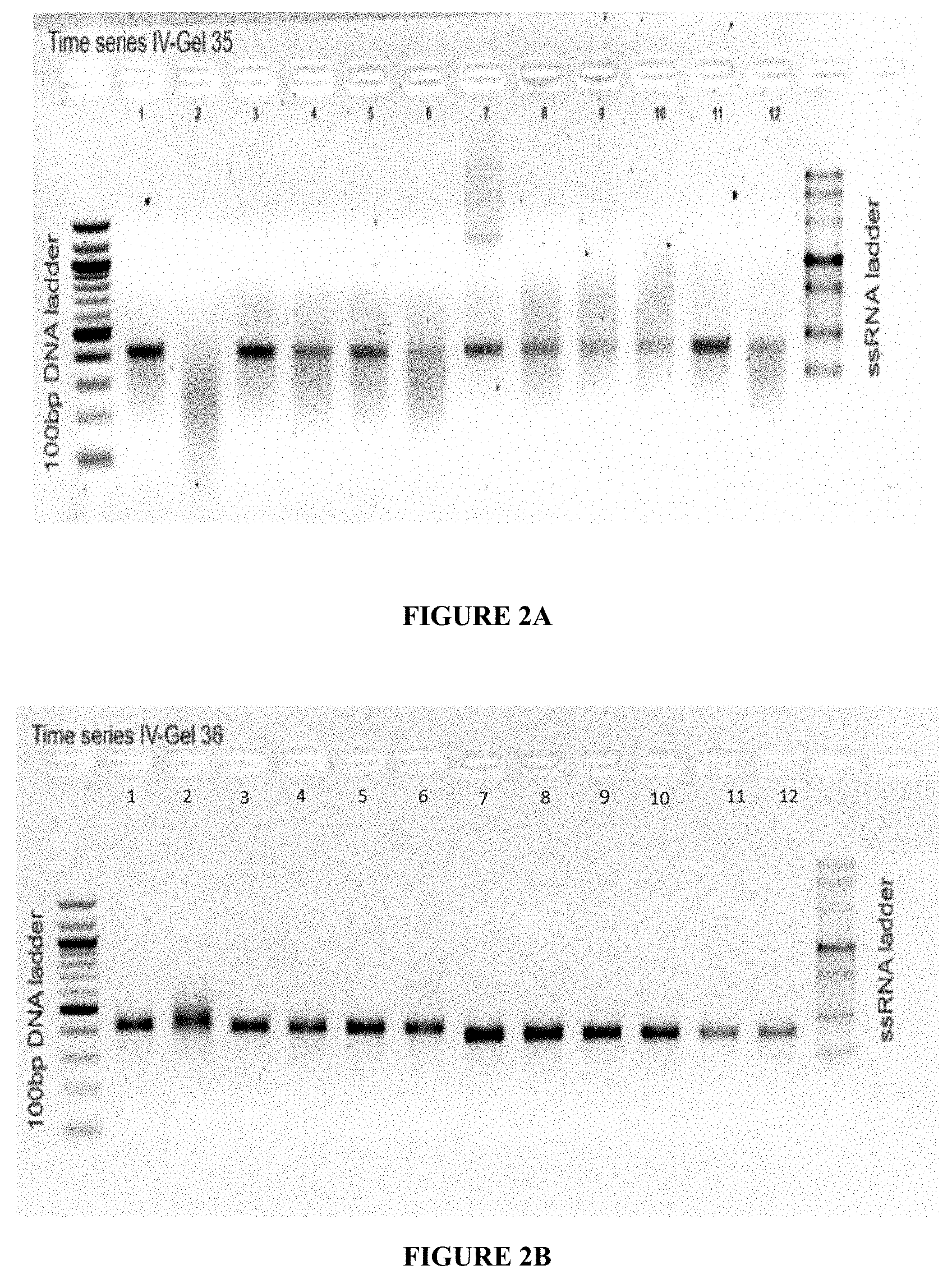 Patent US11780869 Figure 2 – Deuterium-stabilised ribonucleic acid (RNA) molecules displaying increased resistance to thermal and enzymatic hydrolysis, aqueous compositions comprising stabilised RNA molecules and methods for making same
