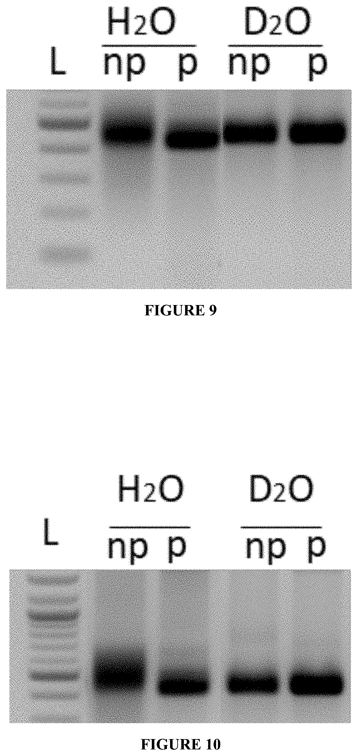 Patent US11780869 Figure 8 – Deuterium-stabilised ribonucleic acid (RNA) molecules displaying increased resistance to thermal and enzymatic hydrolysis, aqueous compositions comprising stabilised RNA molecules and methods for making same