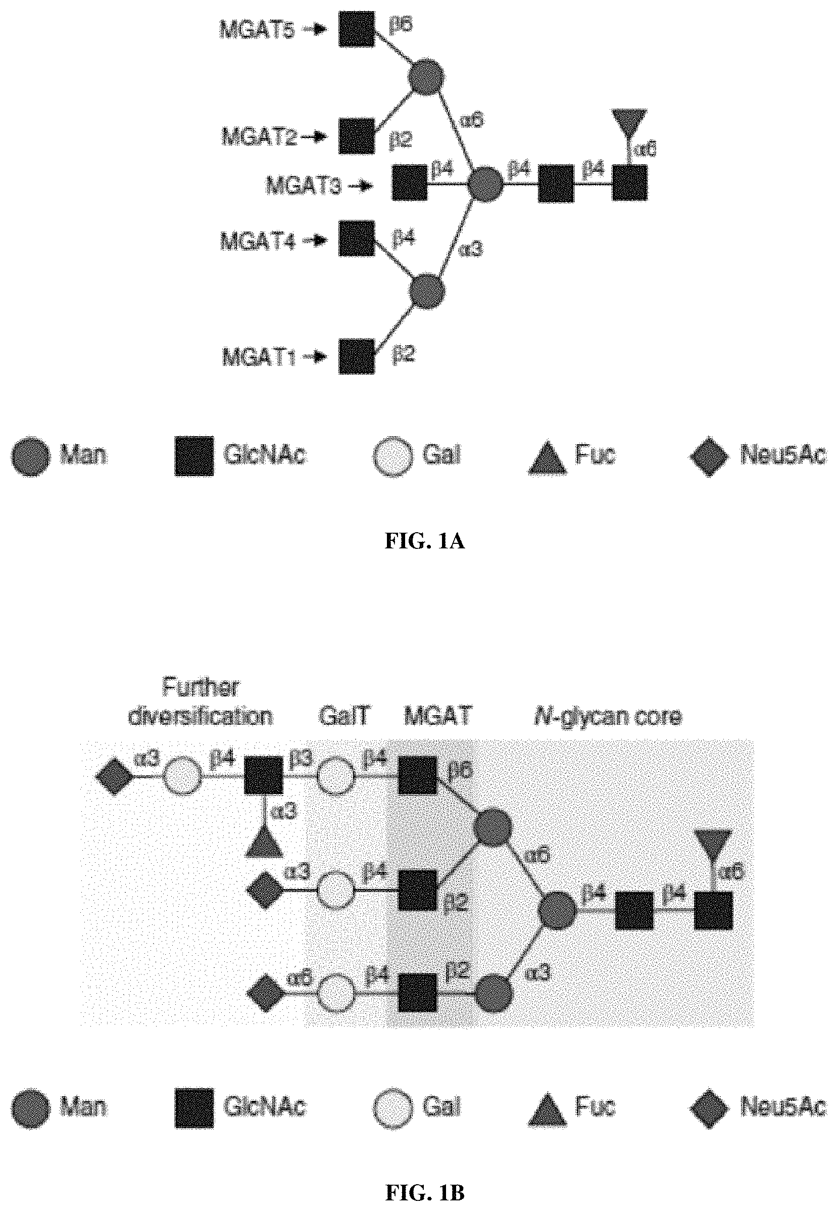 Patent US11780872 — Oligosaccharide analytical standards — Figure 1