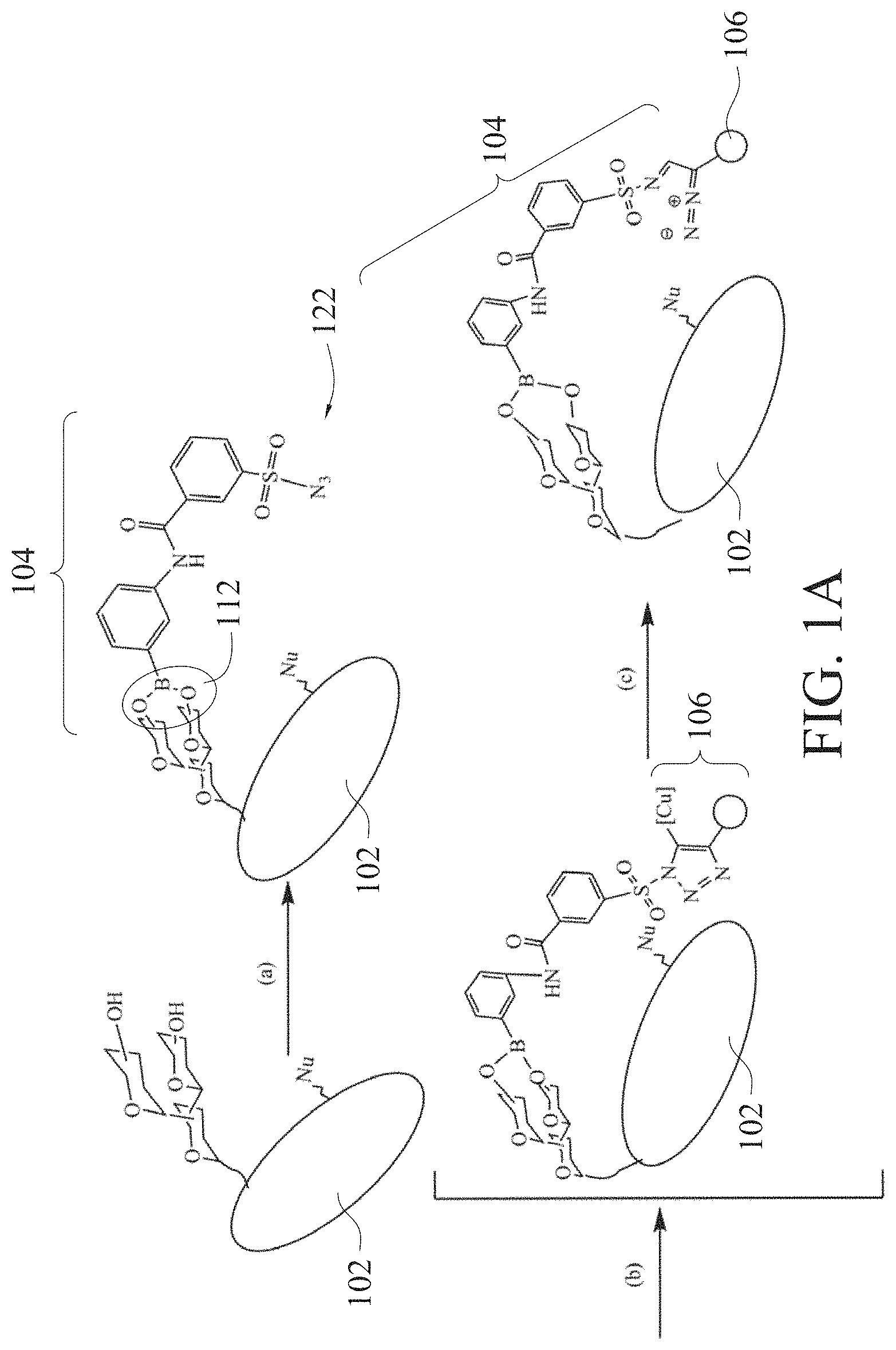 Patent US11780877 Figure 1 – Method of sugar-guided modifying glycosylated polypeptide and application of the same