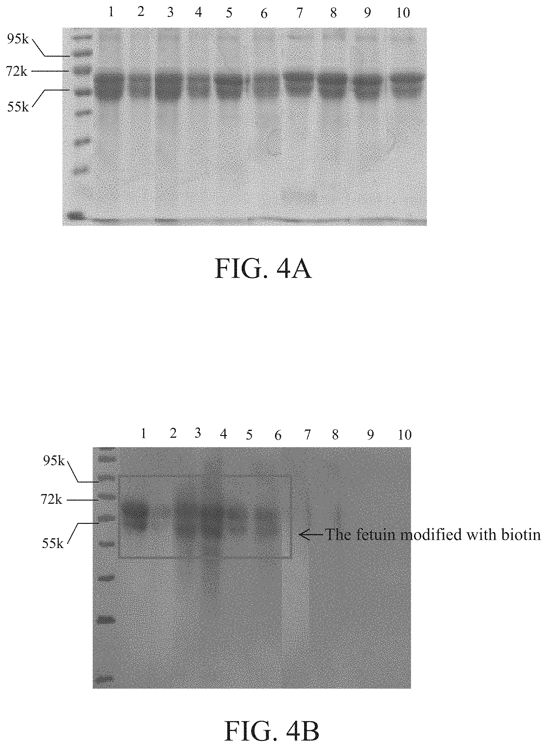 Patent US11780877 Figure 5 – Method of sugar-guided modifying glycosylated polypeptide and application of the same
