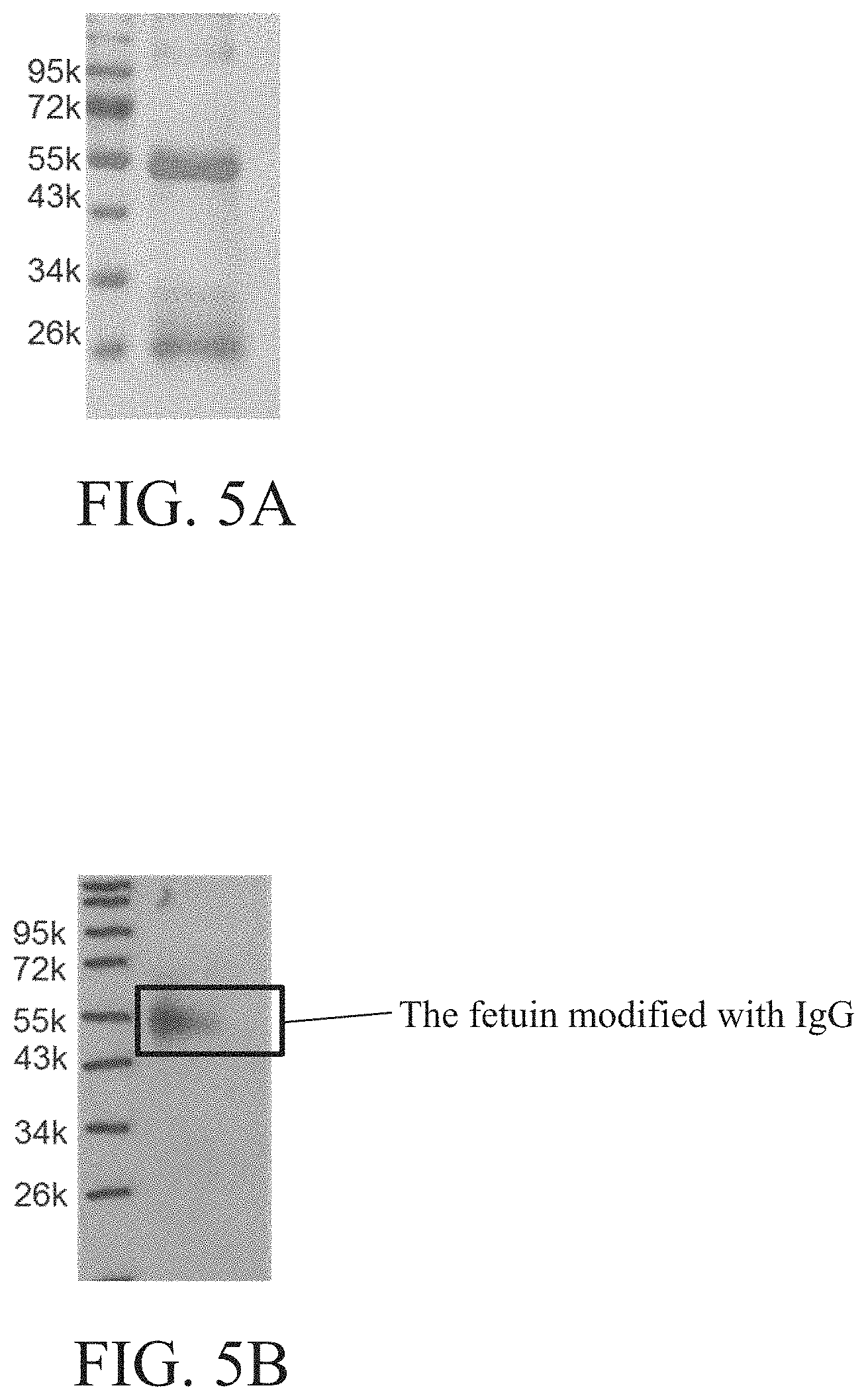 Patent US11780877 Figure 6 – Method of sugar-guided modifying glycosylated polypeptide and application of the same