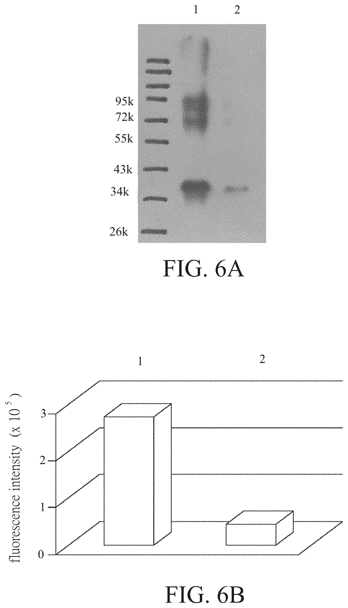 Patent US11780877 Figure 7 – Method of sugar-guided modifying glycosylated polypeptide and application of the same