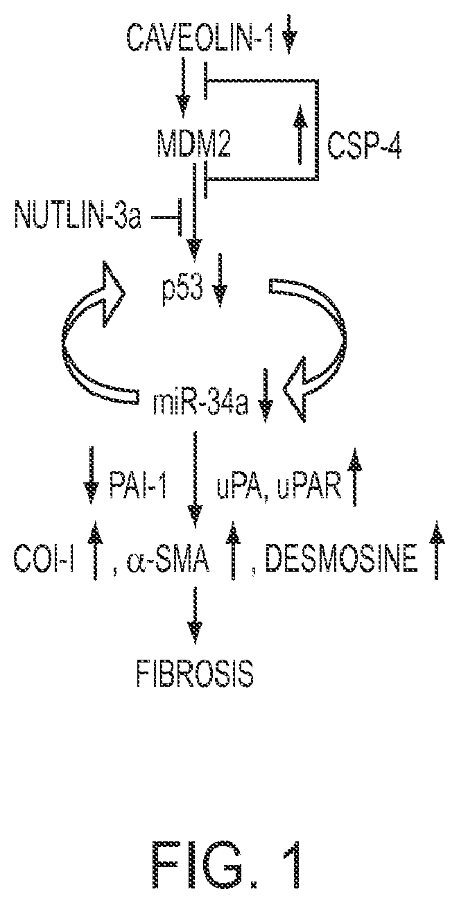 Patent US11780879 Figure 1 – Inhibition of pulmonary fibrosis with nutlin-3A and peptides
