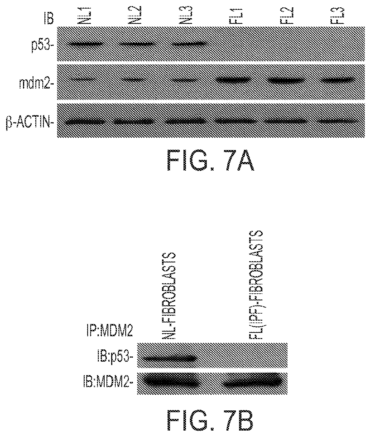 Patent US11780879 Figure 7 – Inhibition of pulmonary fibrosis with nutlin-3A and peptides