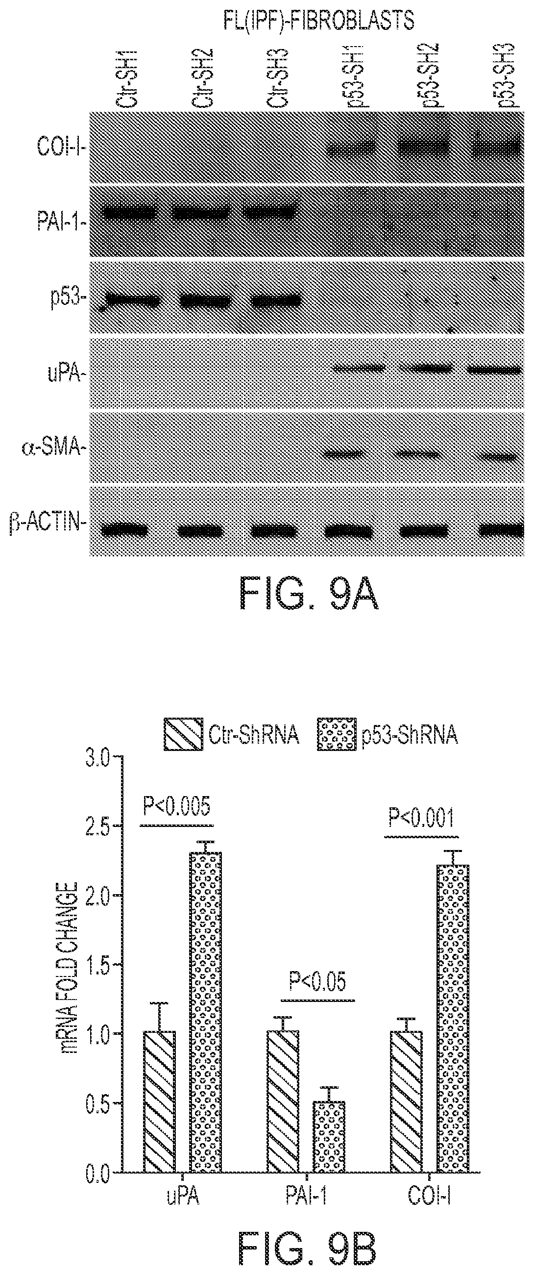 Patent US11780879 Figure 9 – Inhibition of pulmonary fibrosis with nutlin-3A and peptides