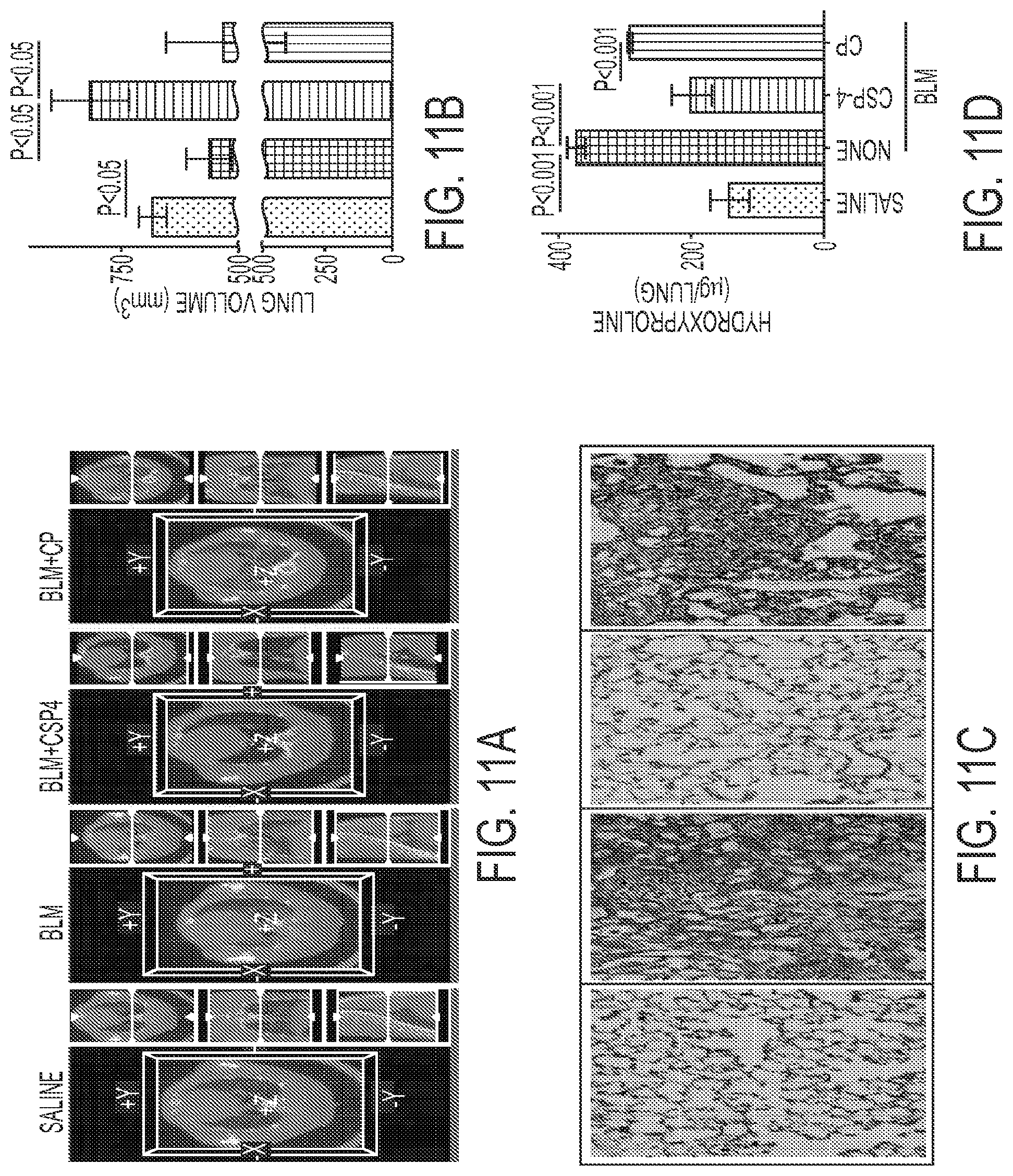 Patent US11780879 Figure 11 – Inhibition of pulmonary fibrosis with nutlin-3A and peptides