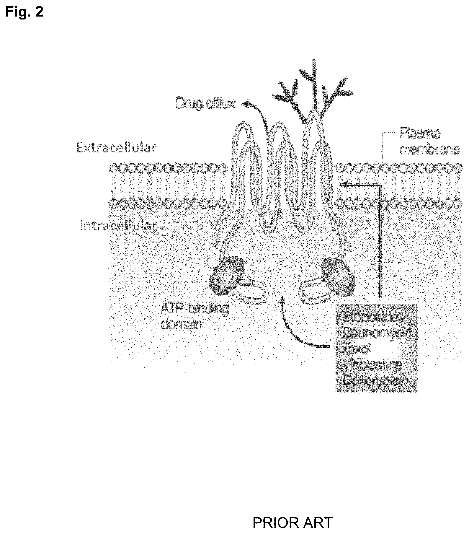 Patent US11780882 Figure 2 – Peptide compounds and peptide conjugates for the treatment of cancer through receptor-mediated chemotherapy