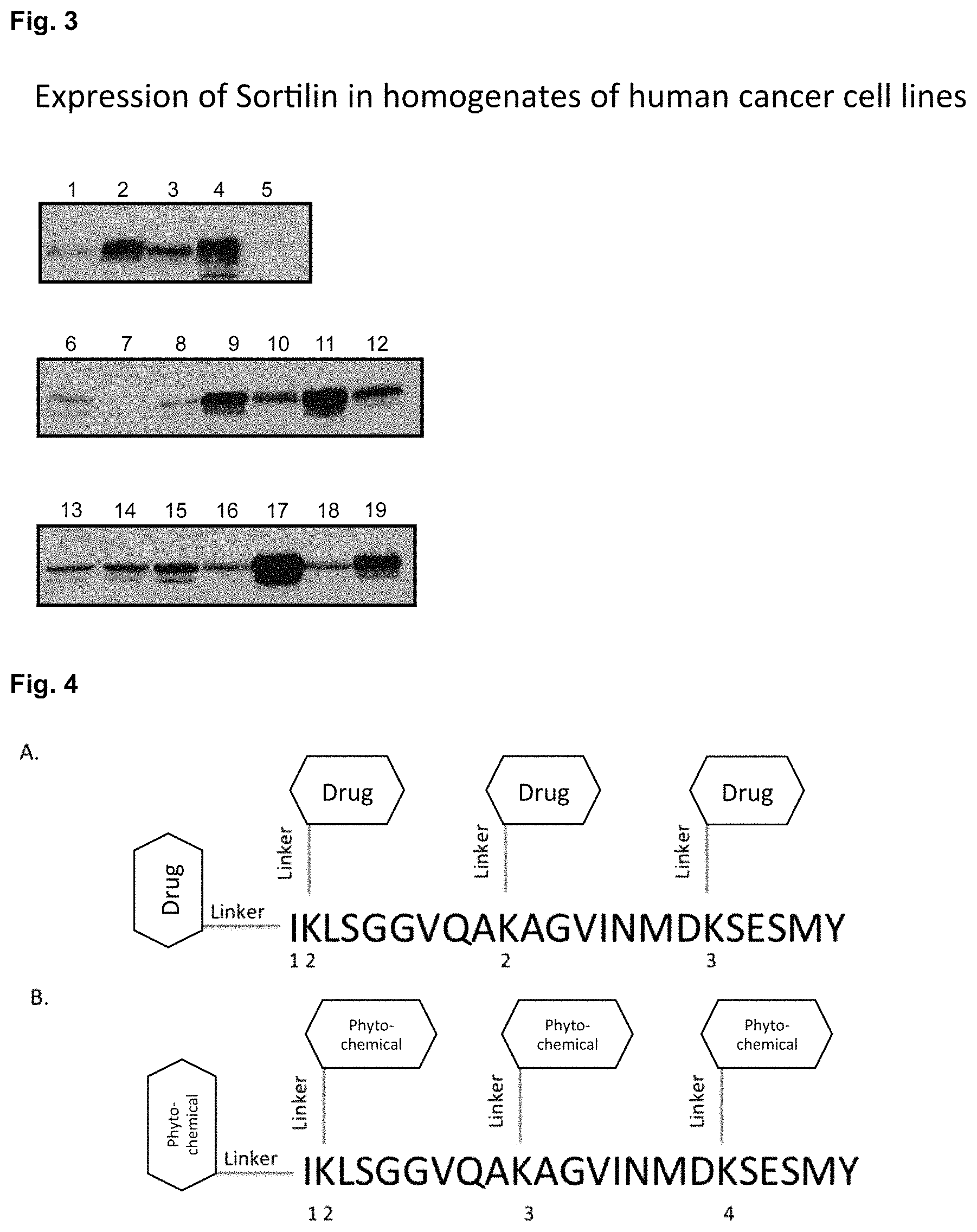 Patent US11780882 Figure 3 – Peptide compounds and peptide conjugates for the treatment of cancer through receptor-mediated chemotherapy