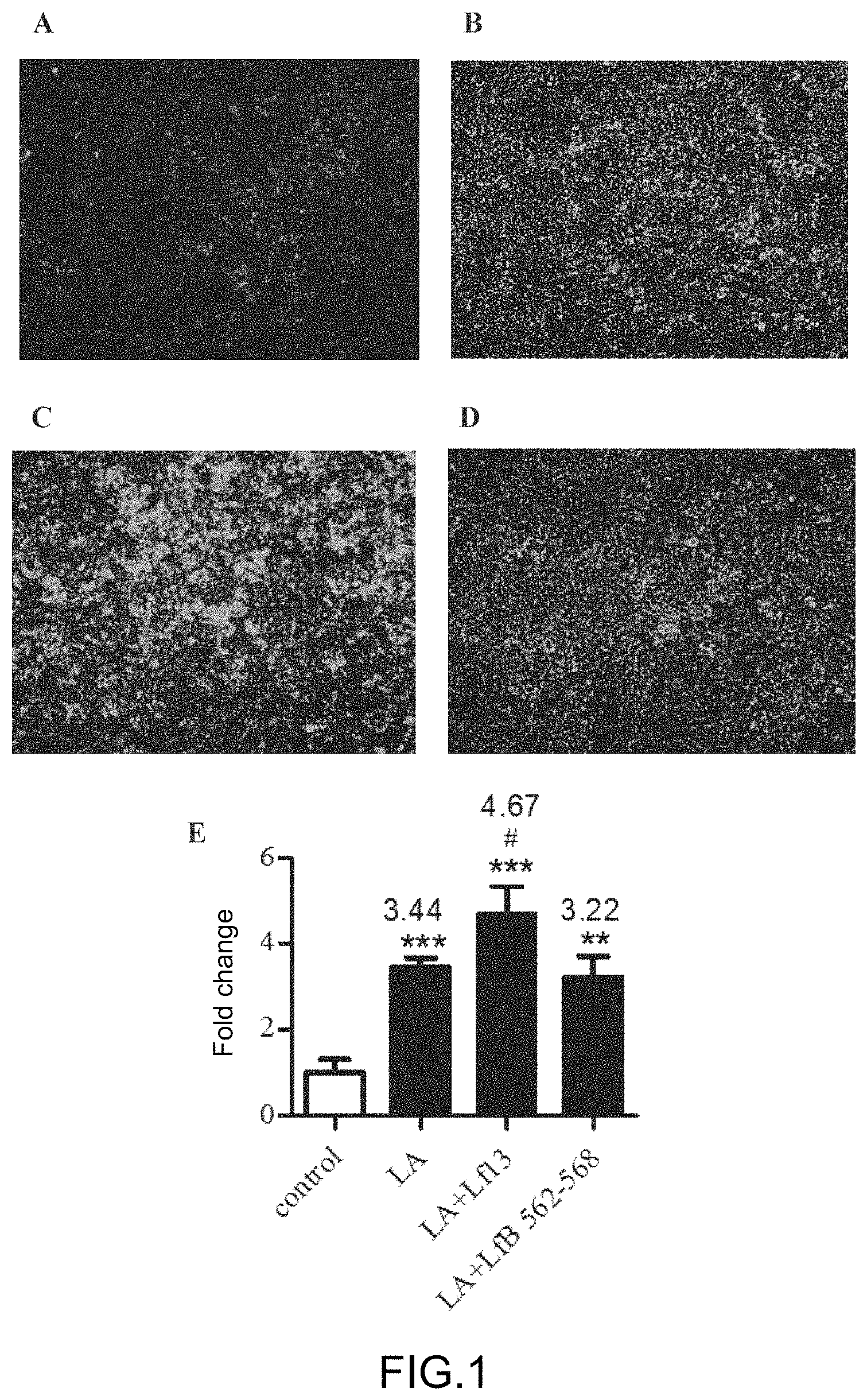 Patent US11780883 Figure 1 – Derived peptide of lactoferrin and method thereof for promoting and/or increasing lipid synthesis