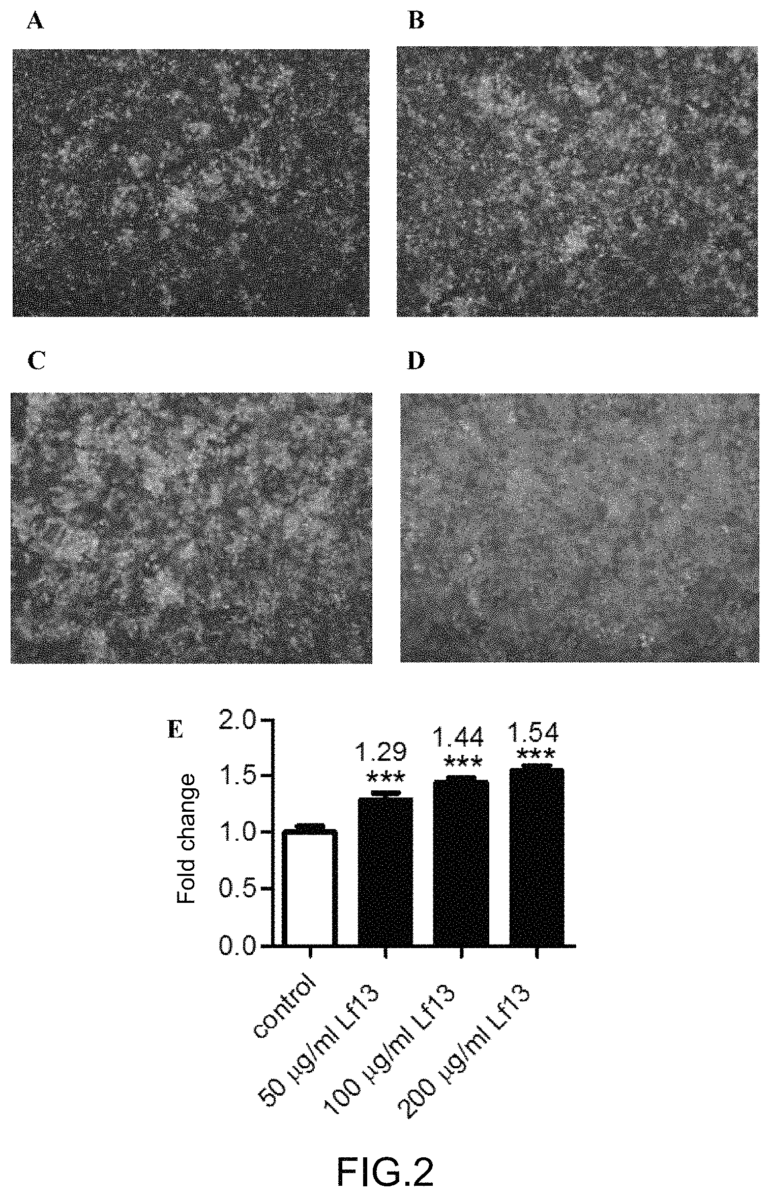 Patent US11780883 Figure 2 – Derived peptide of lactoferrin and method thereof for promoting and/or increasing lipid synthesis