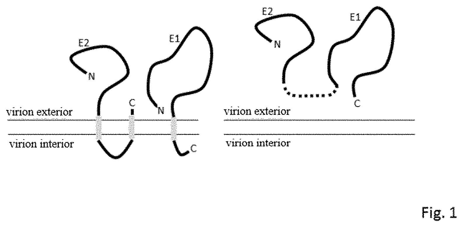 Patent US11780884 Figure 1 – Rubella virus spike construct