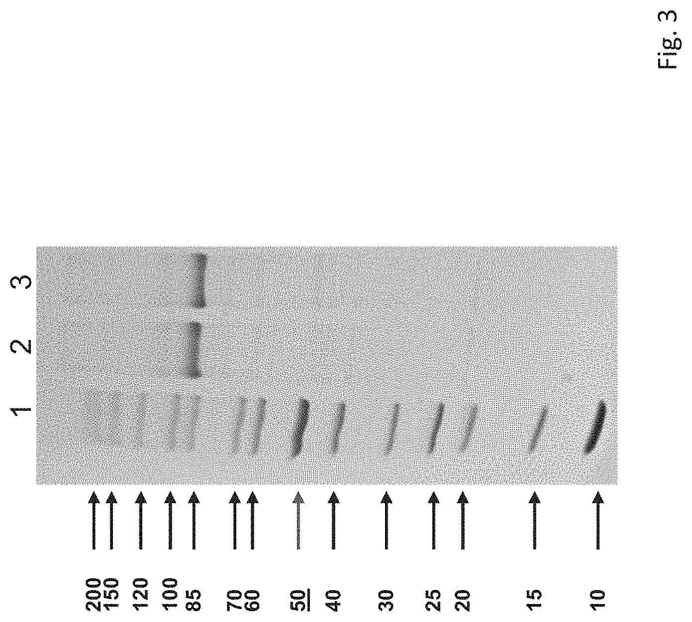 Patent US11780884 Figure 3 – Rubella virus spike construct