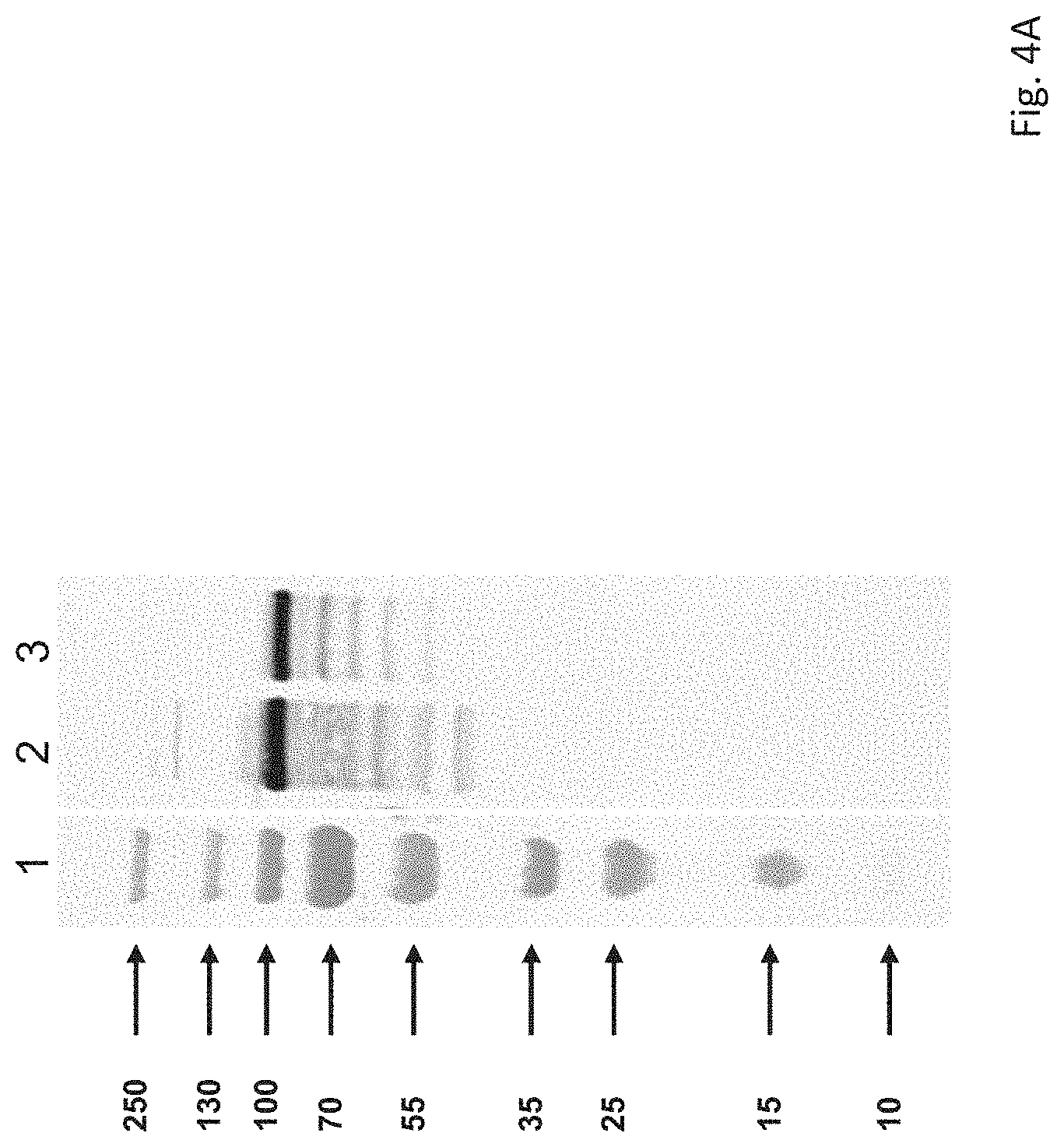 Patent US11780884 Figure 4 – Rubella virus spike construct
