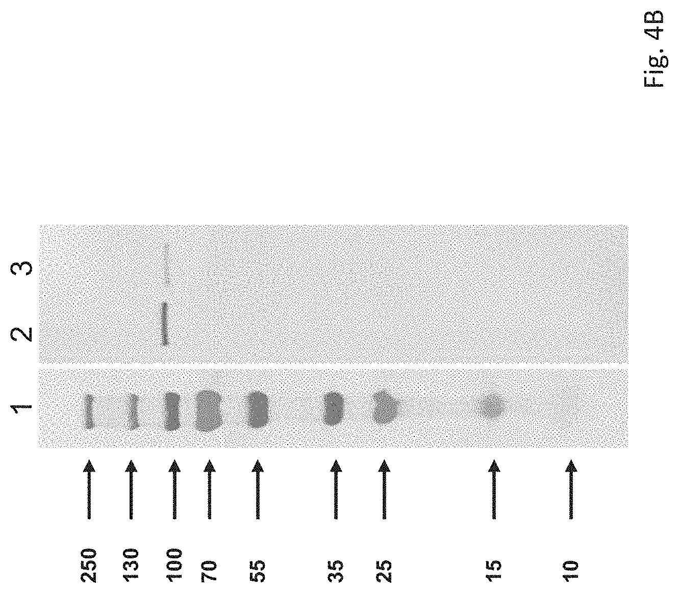 Patent US11780884 Figure 5 – Rubella virus spike construct