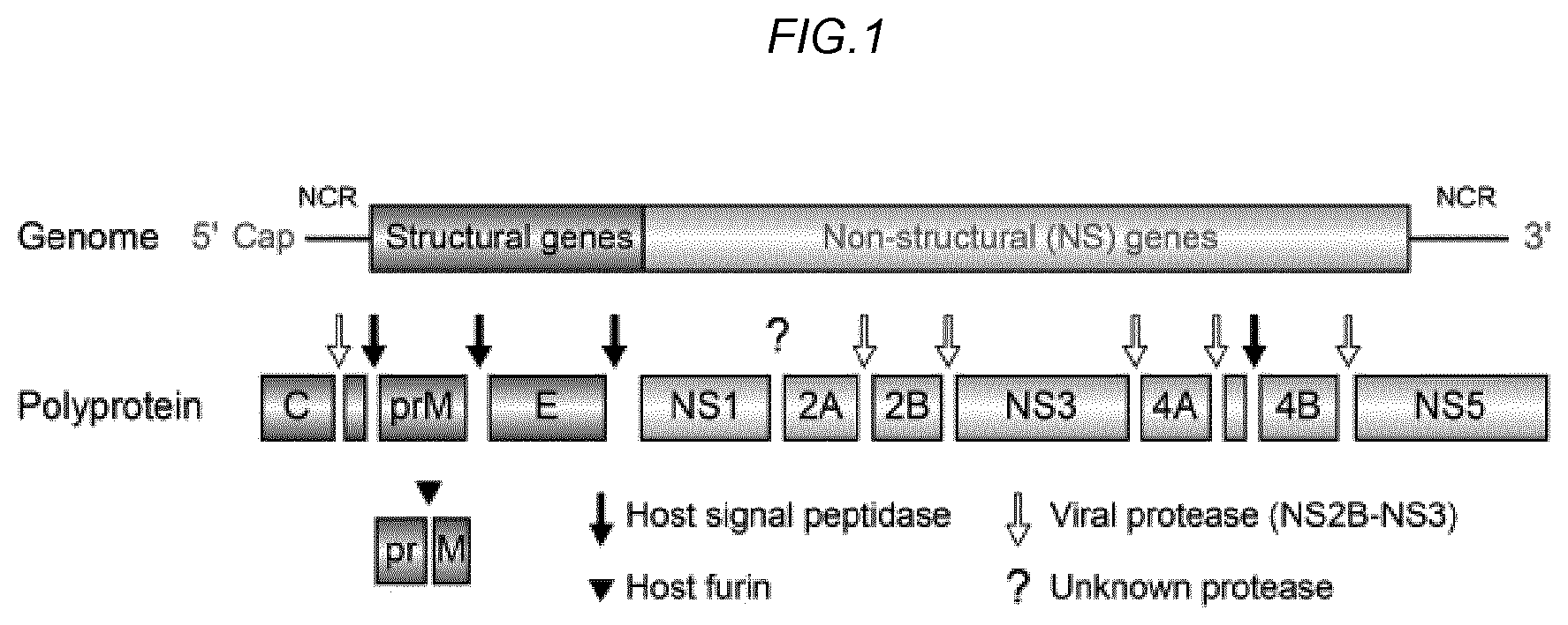 Patent US11780885 Figure 1 – Zika viral antigen constructs