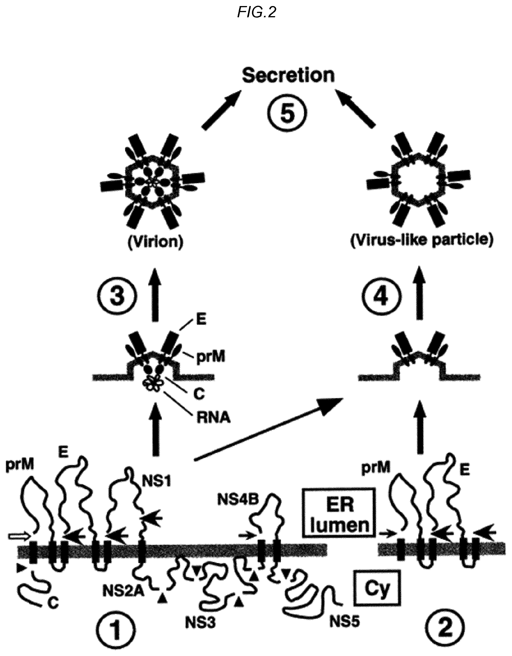 Patent US11780885 Figure 2 – Zika viral antigen constructs