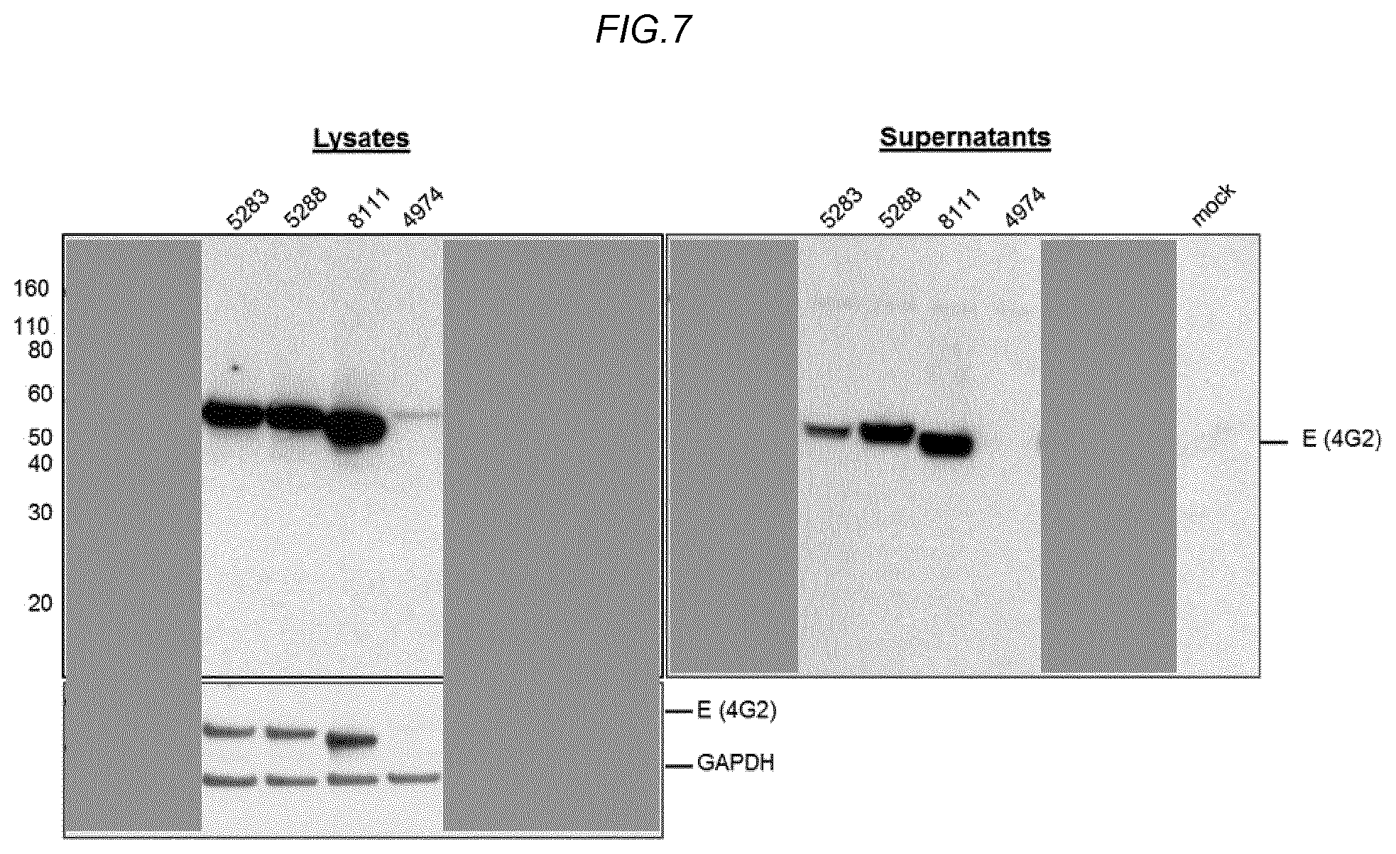 Patent US11780885 Figure 12 – Zika viral antigen constructs