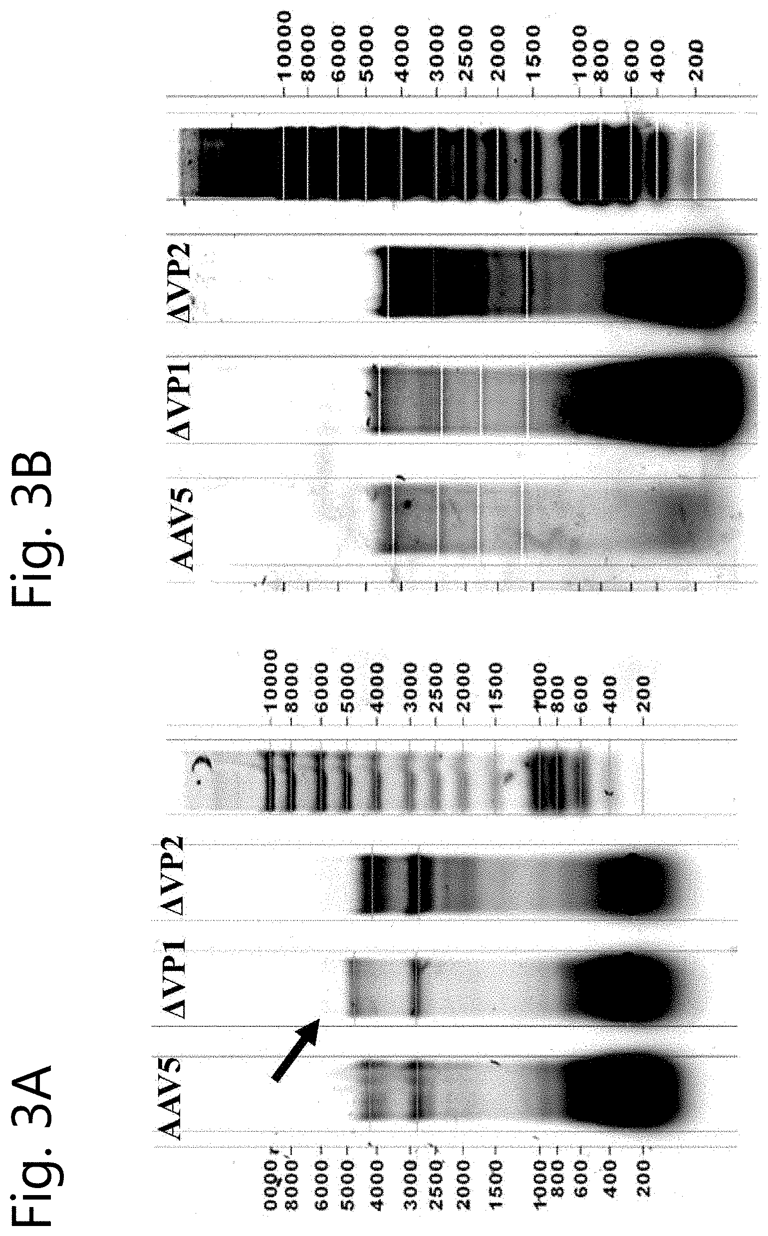 Patent US11780886 Figure 2 – Modified viral vectors and methods of making and using the same