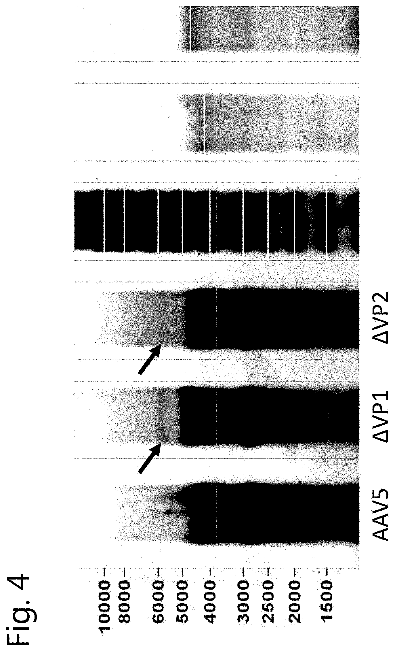 Patent US11780886 Figure 3 – Modified viral vectors and methods of making and using the same