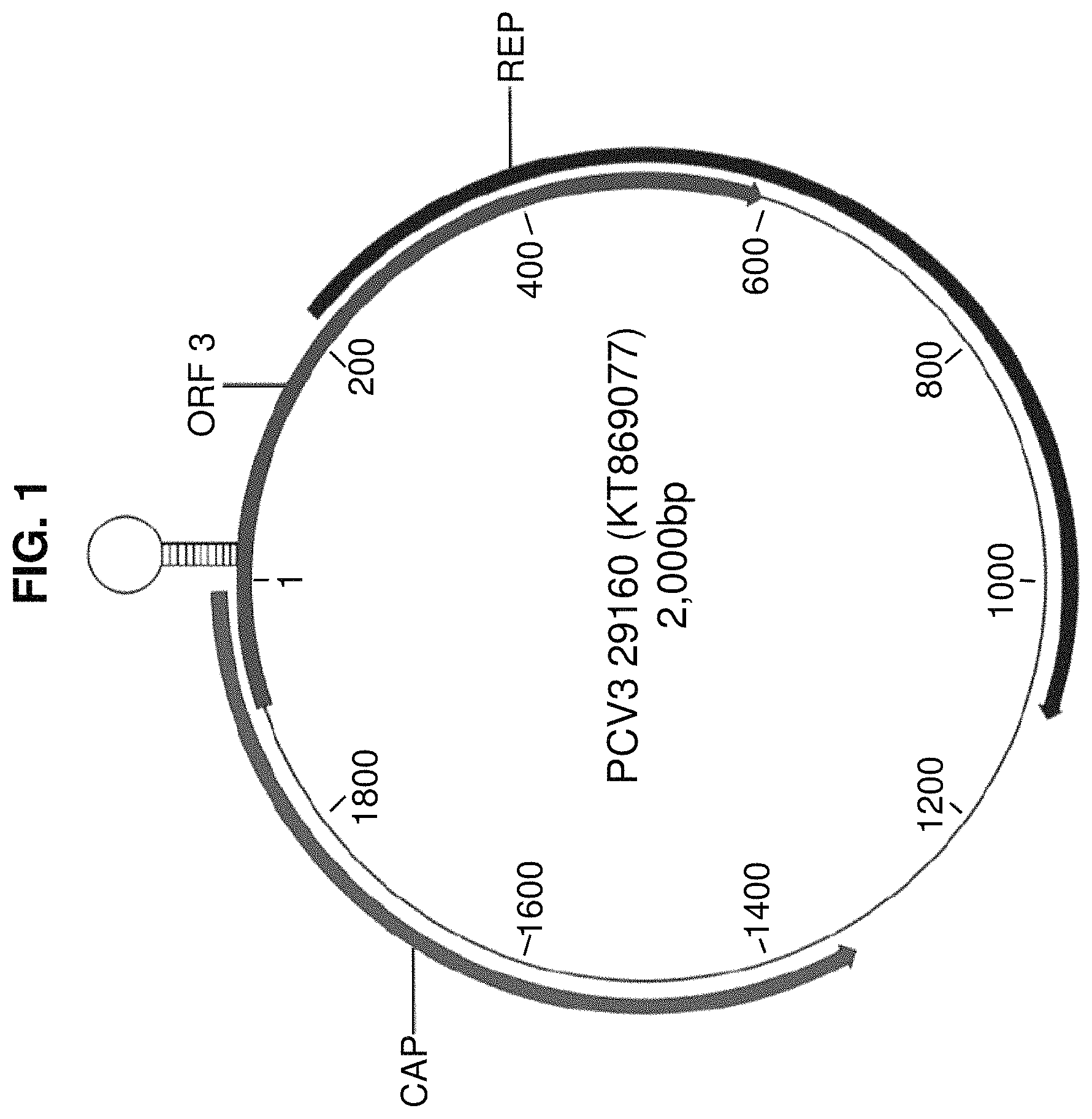 Patent US11780889 Figure 1 – Porcine circovirus type 3 immunogenic compositions and methods of making and using the same