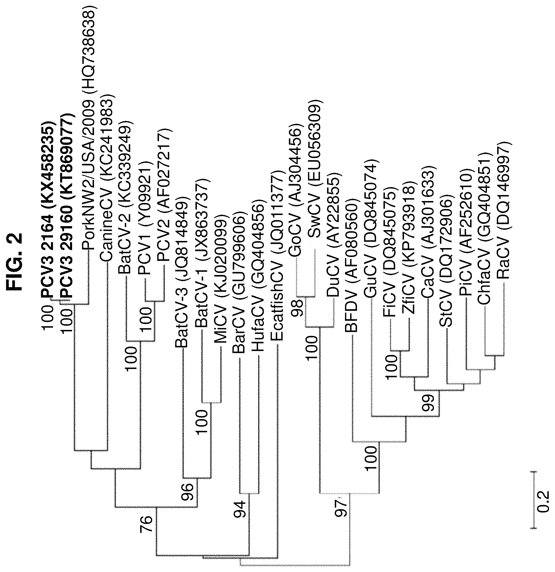 Patent US11780889 Figure 2 – Porcine circovirus type 3 immunogenic compositions and methods of making and using the same